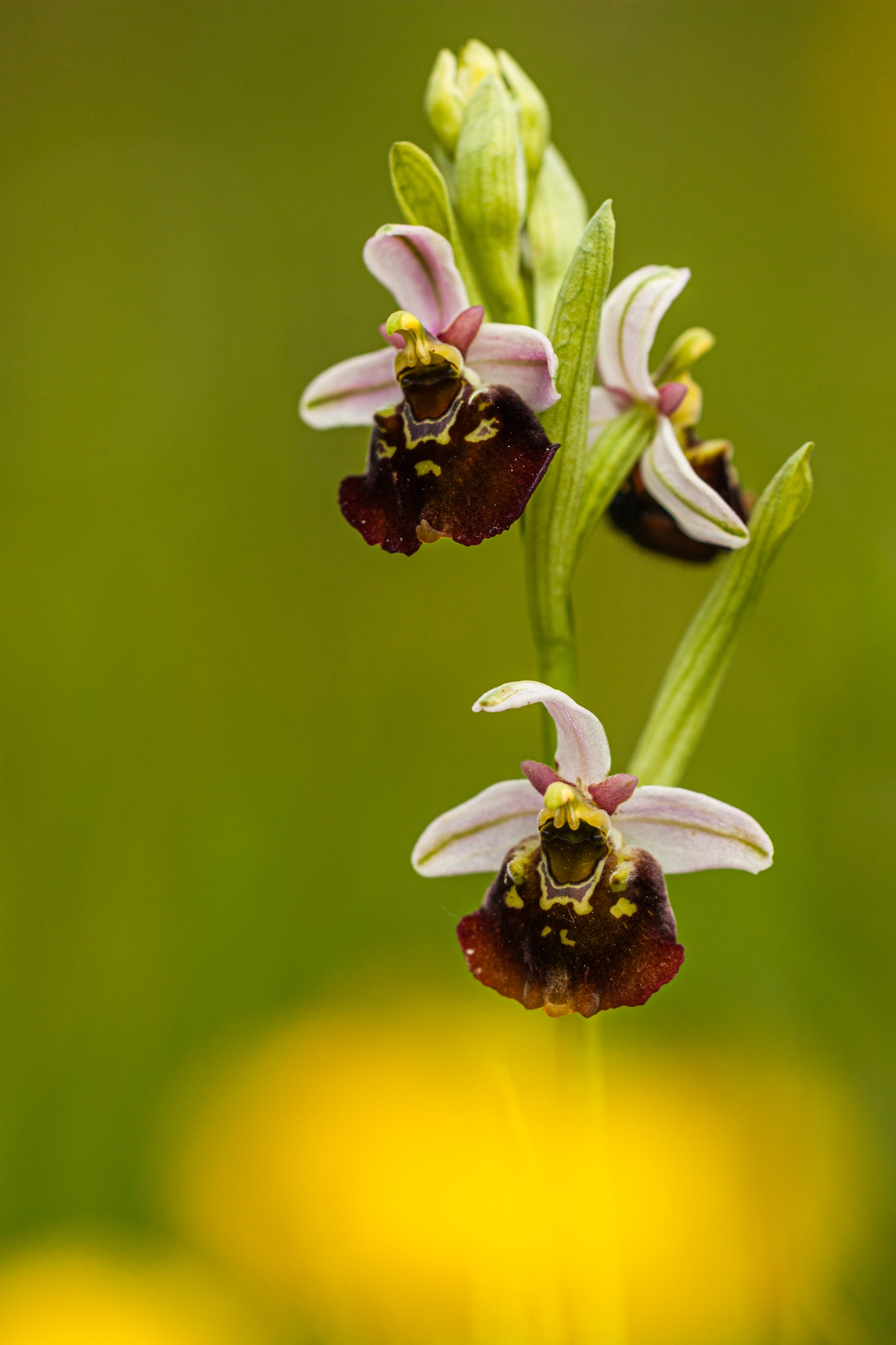 Hummelragwurz (Ophrys holoserica)