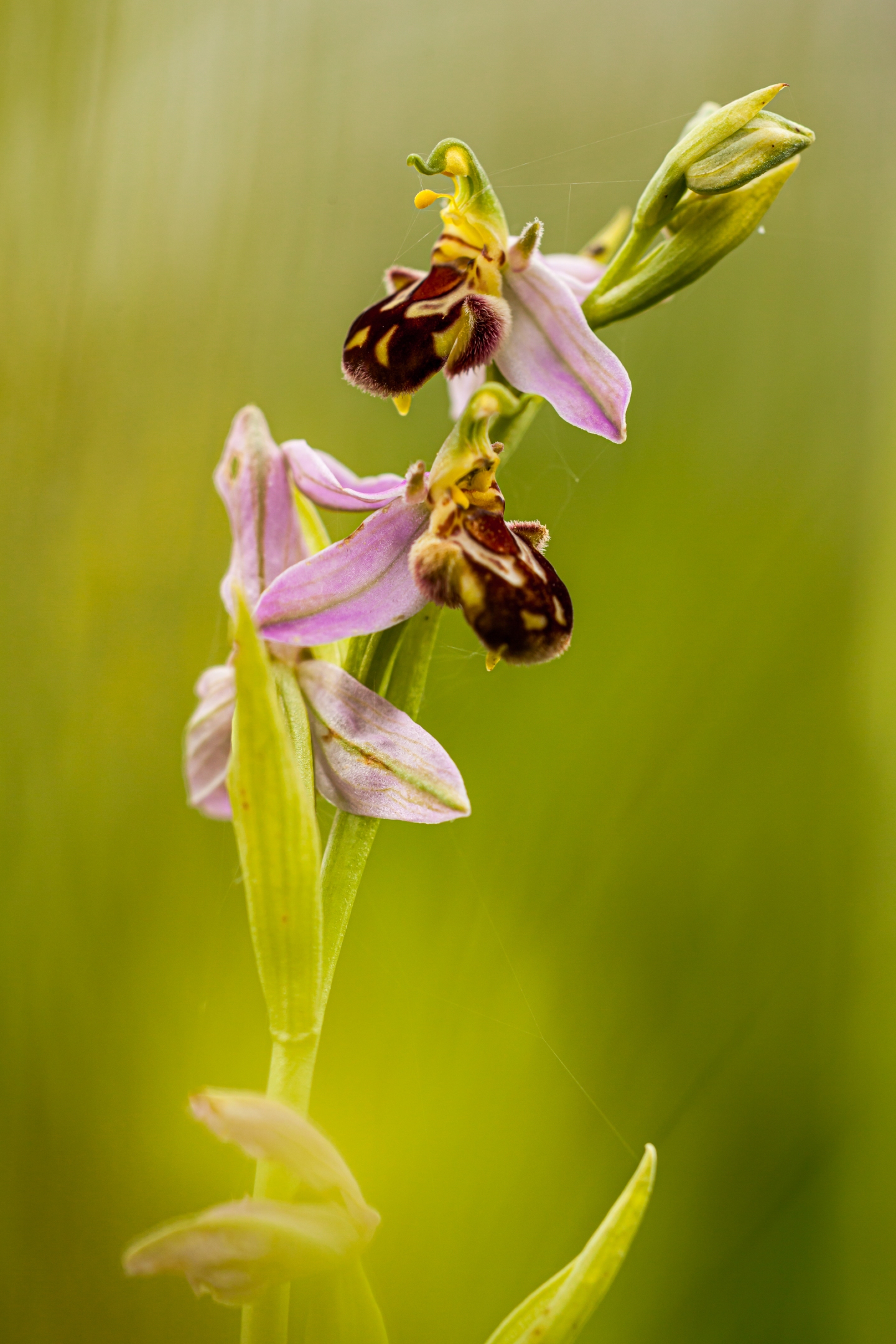 Bienenragwurz (Ophrys apifera)