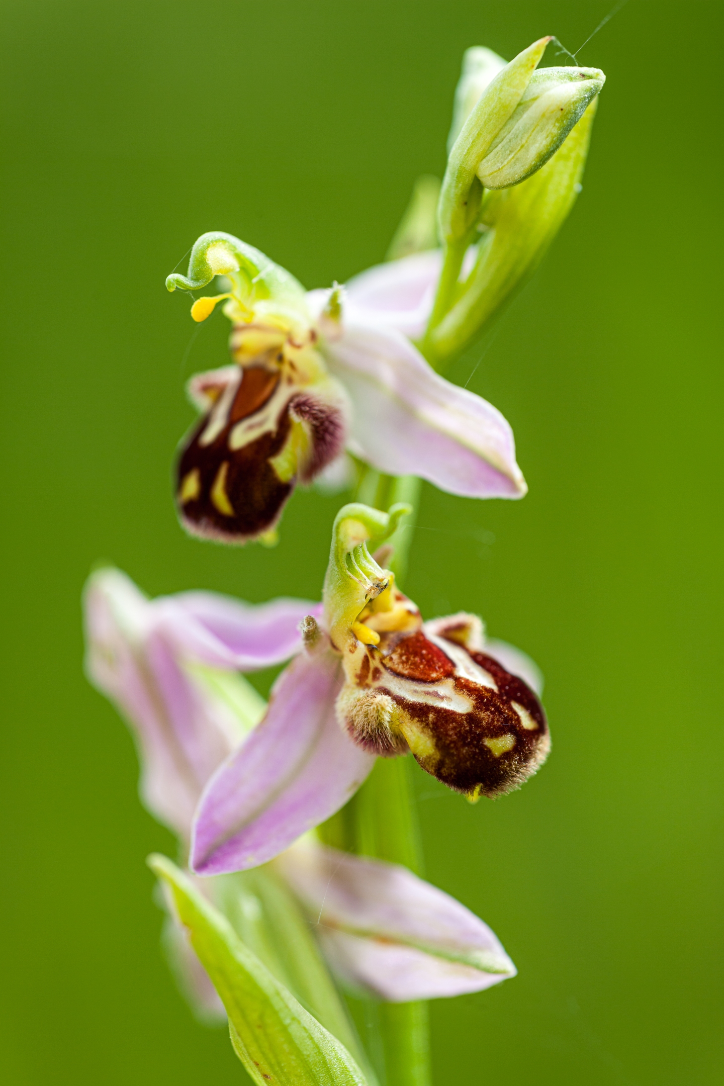 Bienenragwurz (Ophrys apifera)