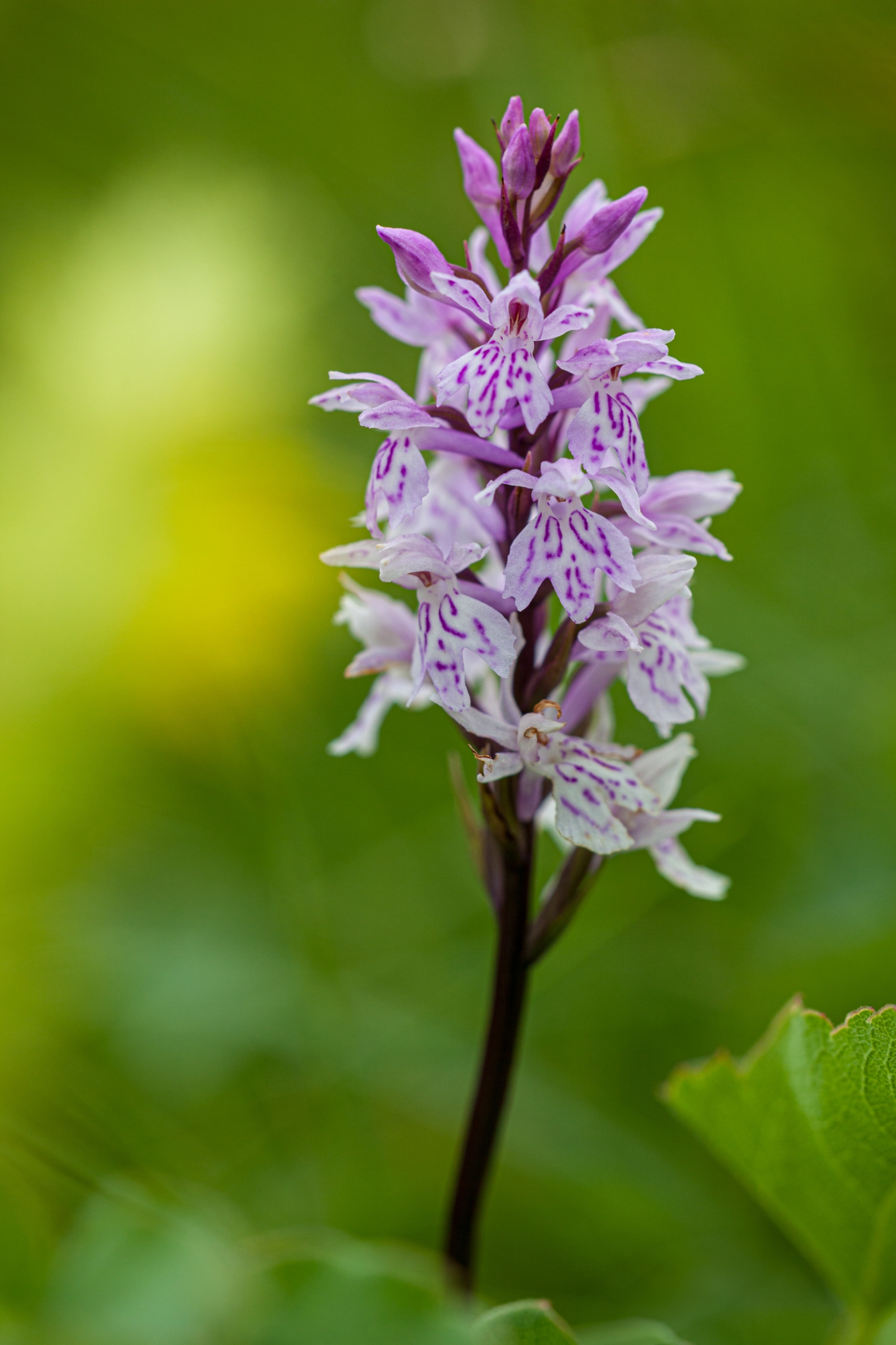 Fuchs' Knabenkraut (Dactylorhiza fuchsii)