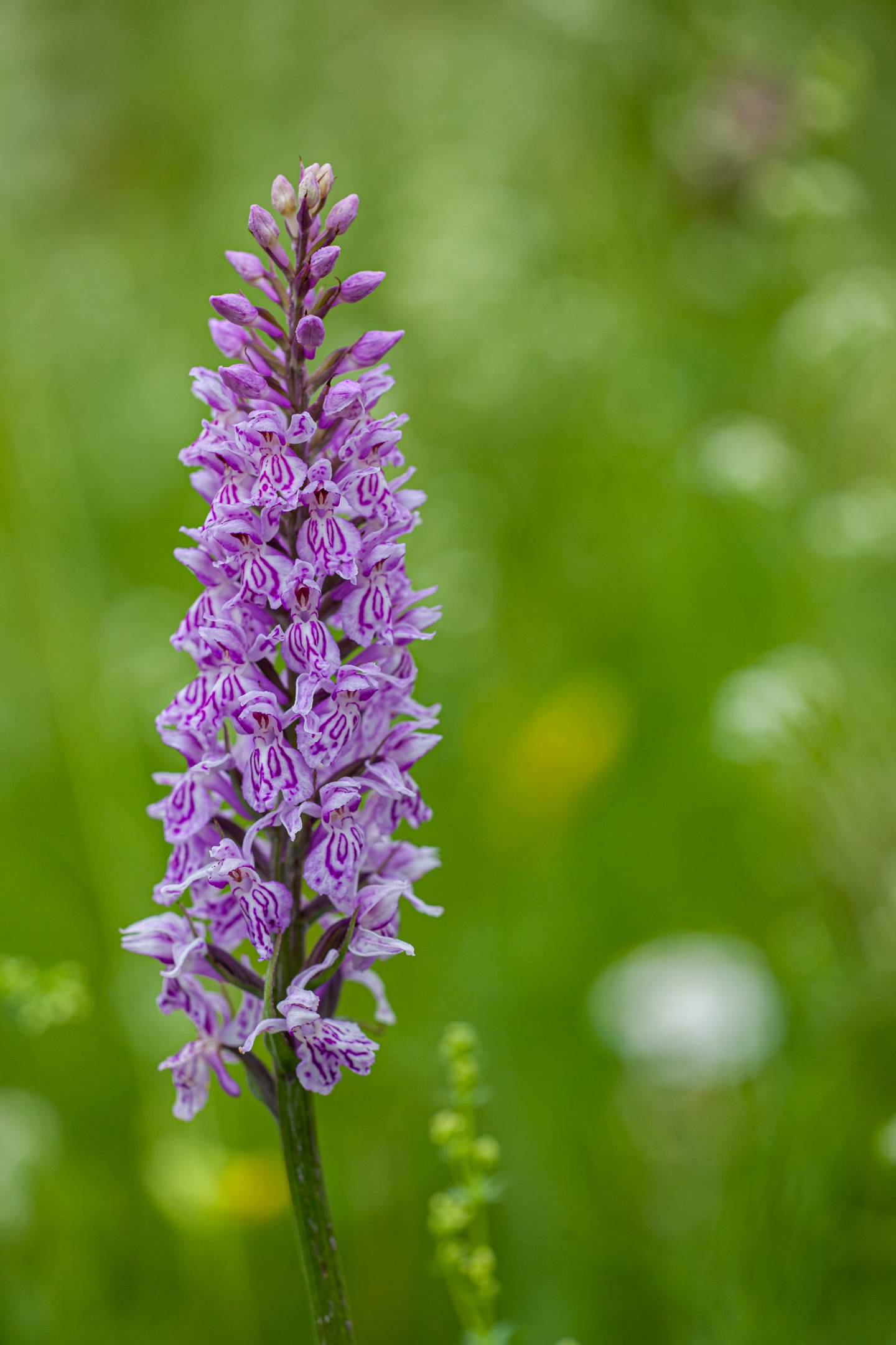 Fuchs' Knabenkraut (Dactylorhiza fuchsii)