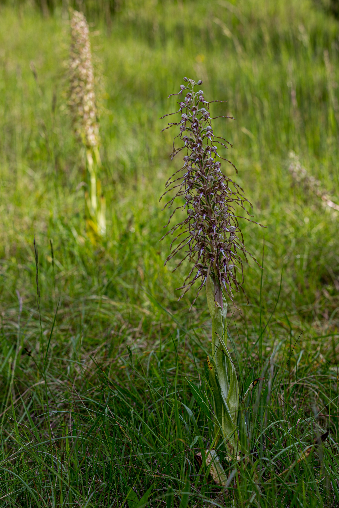 Bocksriemenzunge (Himantoglossum hircinum)
