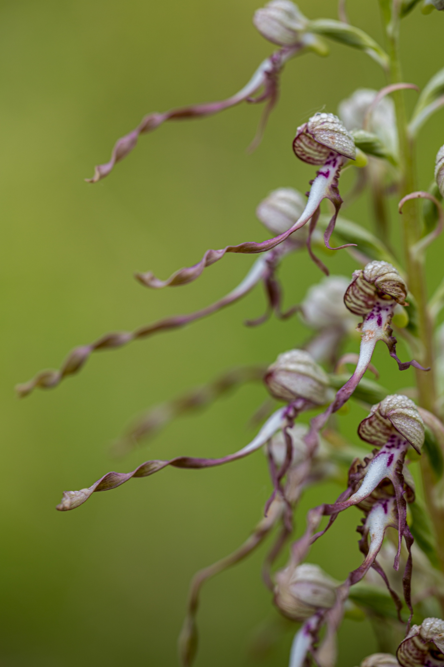 Bocksriemenzunge (Himantoglossum hircinum)
