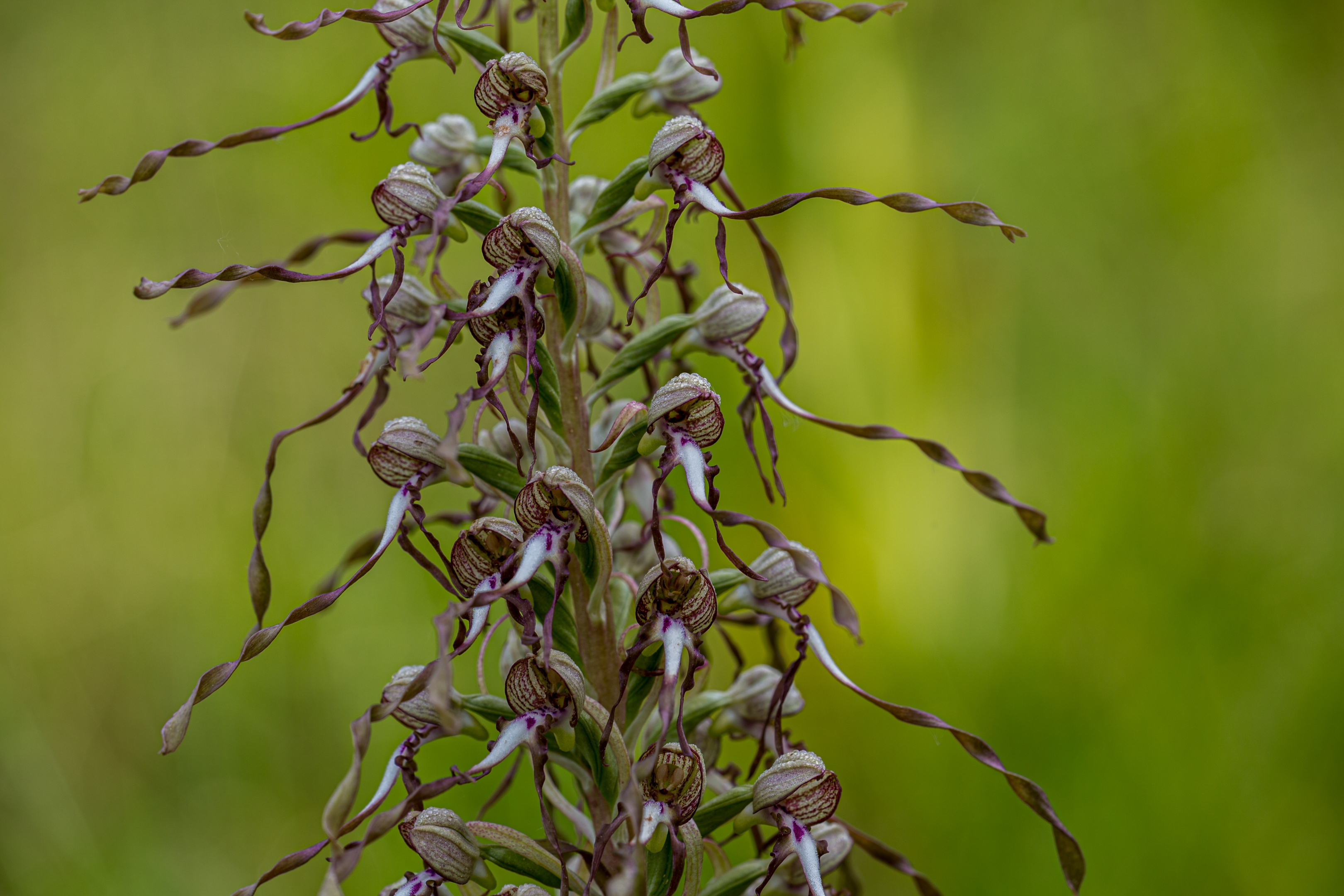 Bocksriemenzunge (Himantoglossum hircinum)