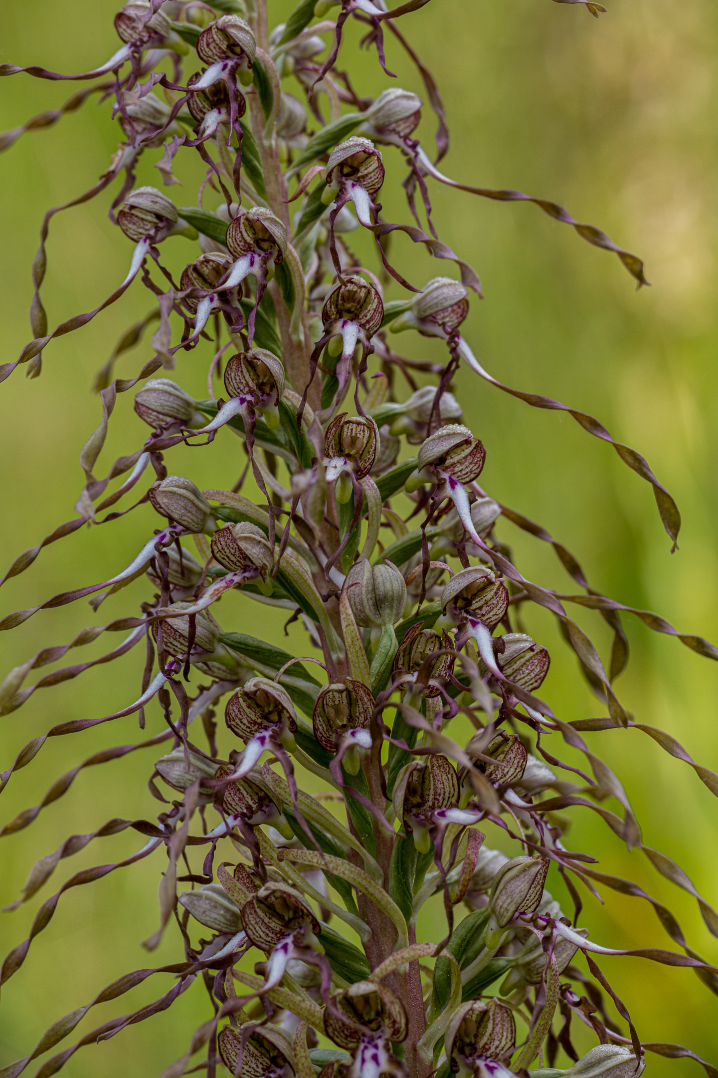 Bocksriemenzunge (Himantoglossum hircinum)
