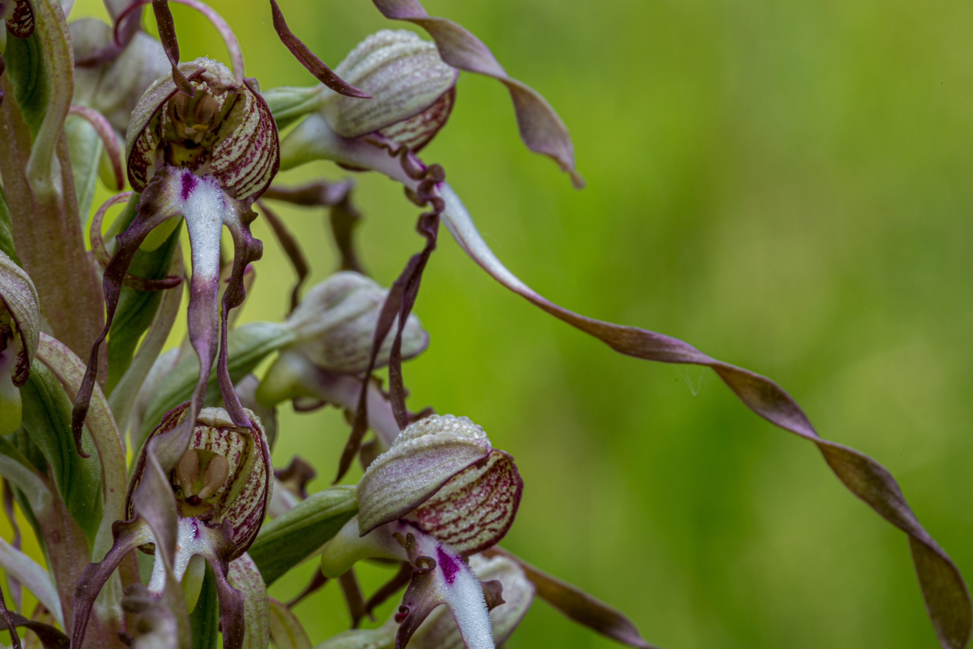 Bocksriemenzunge (Himantoglossum hircinum)