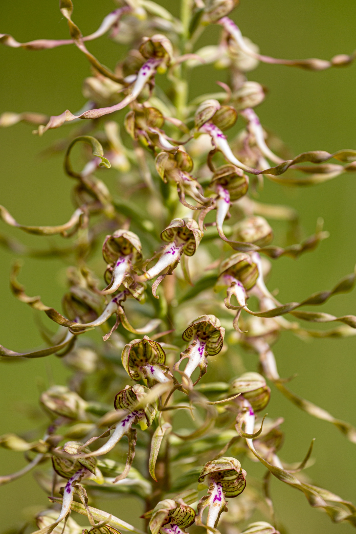 Bocksriemenzunge (Himantoglossum hircinum)