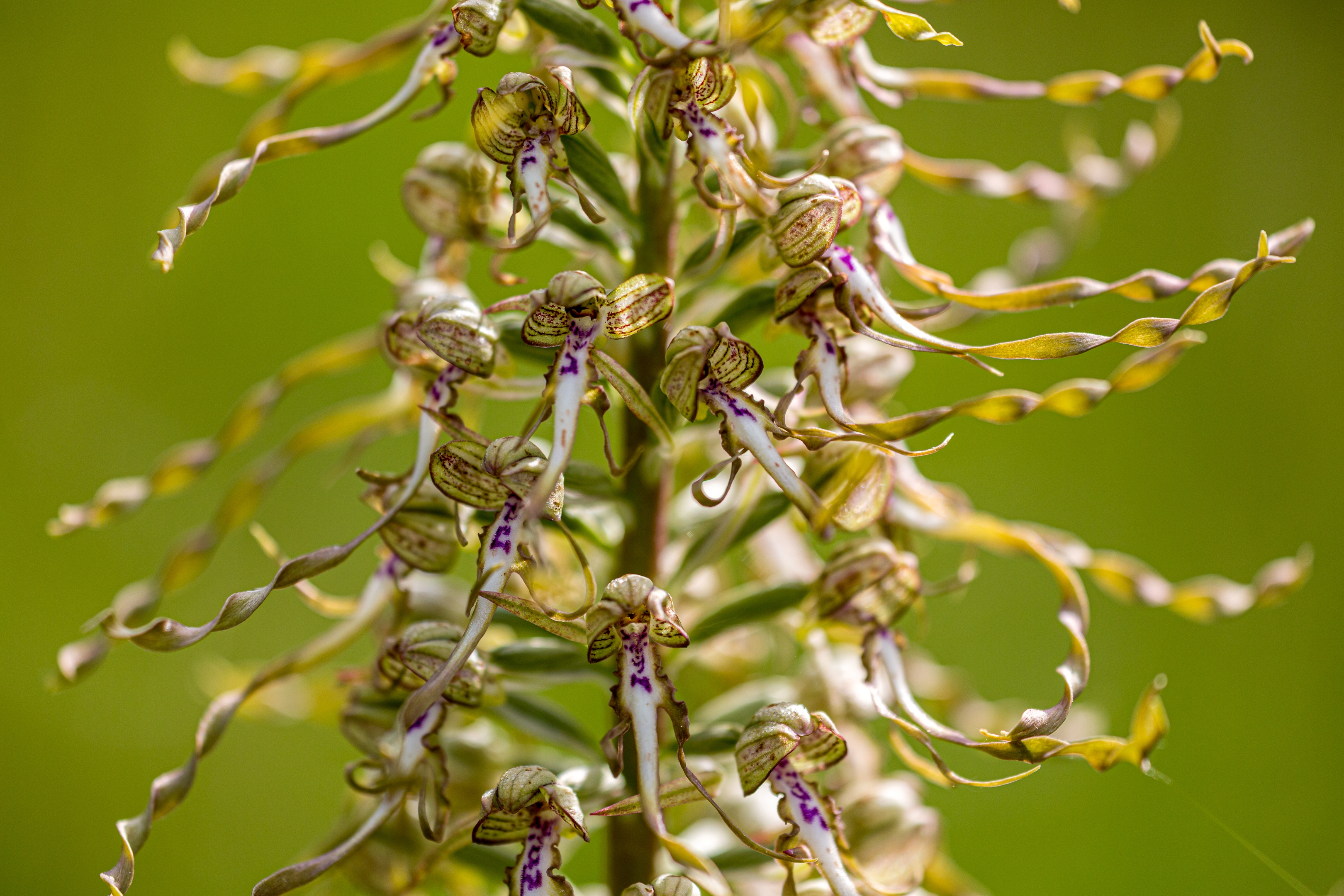 Bocksriemenzunge (Himantoglossum hircinum)