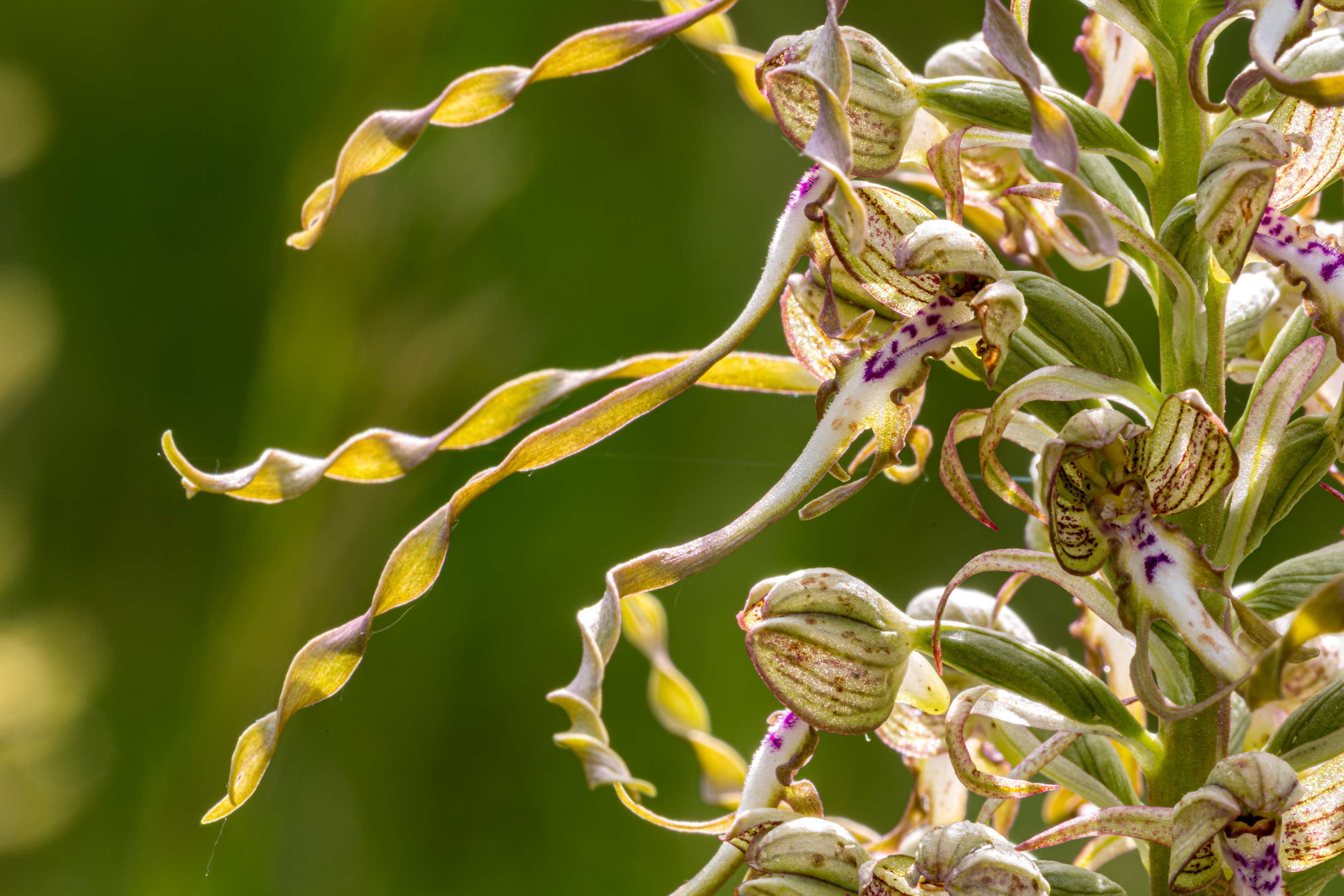 Bocksriemenzunge (Himantoglossum hircinum)