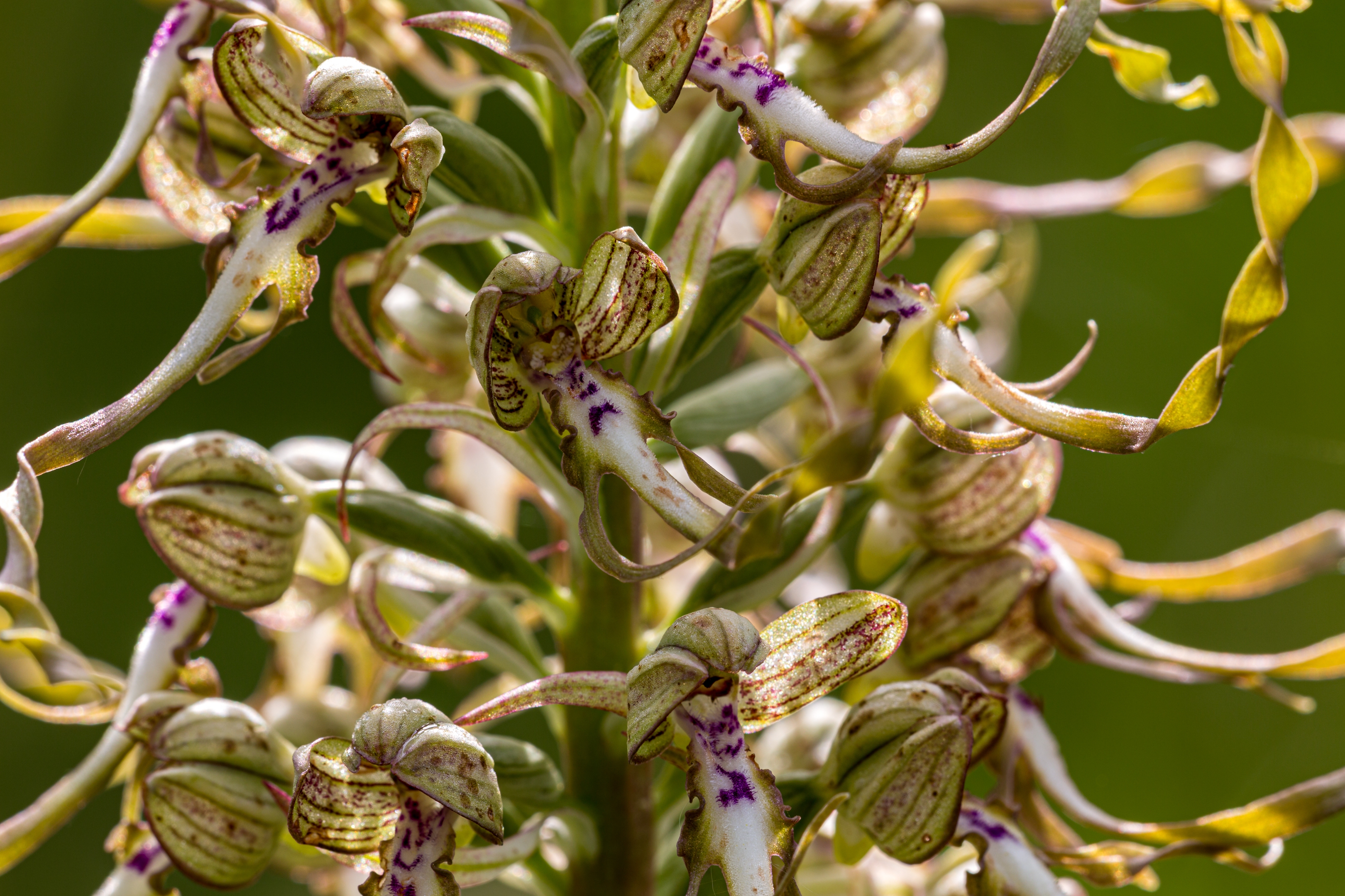Bocksriemenzunge (Himantoglossum hircinum)