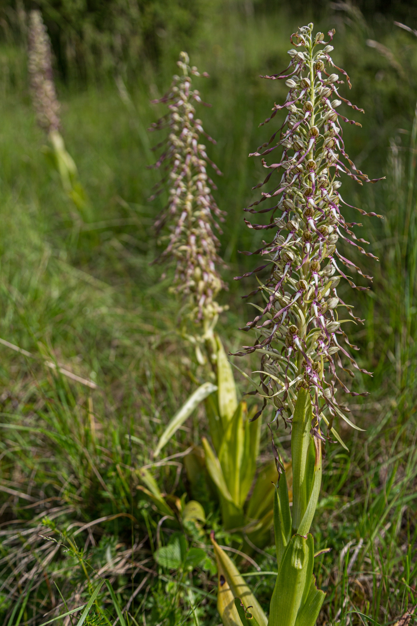 Bocksriemenzunge (Himantoglossum hircinum)