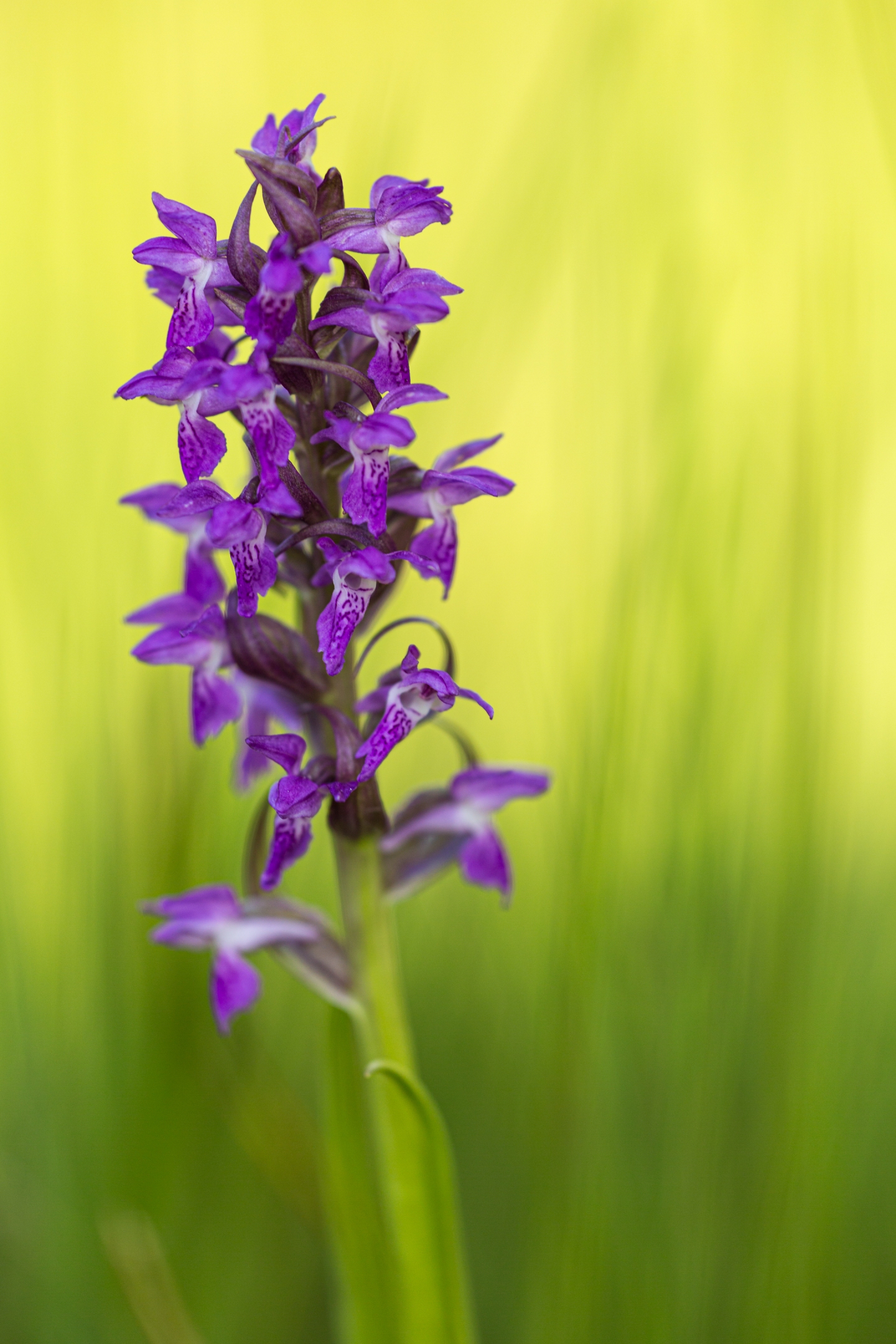Breitblättriges Knabenkraut (Dactylorhiza majalis)