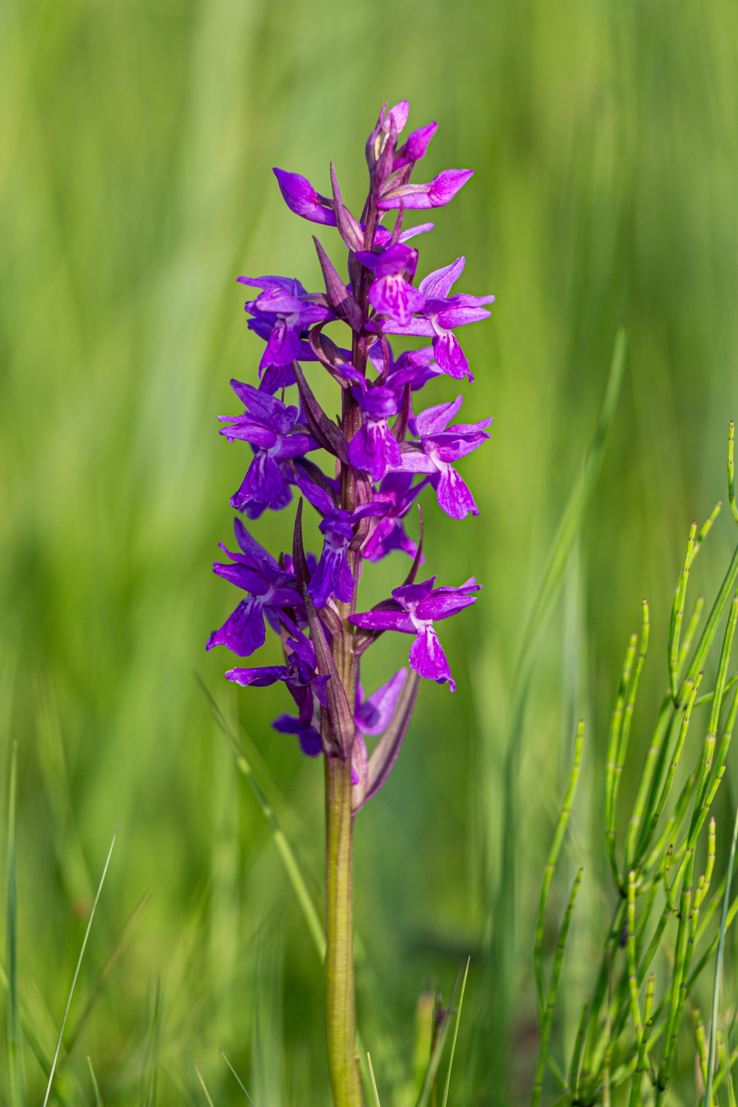 Breitblättriges Knabenkraut (Dactylorhiza majalis)