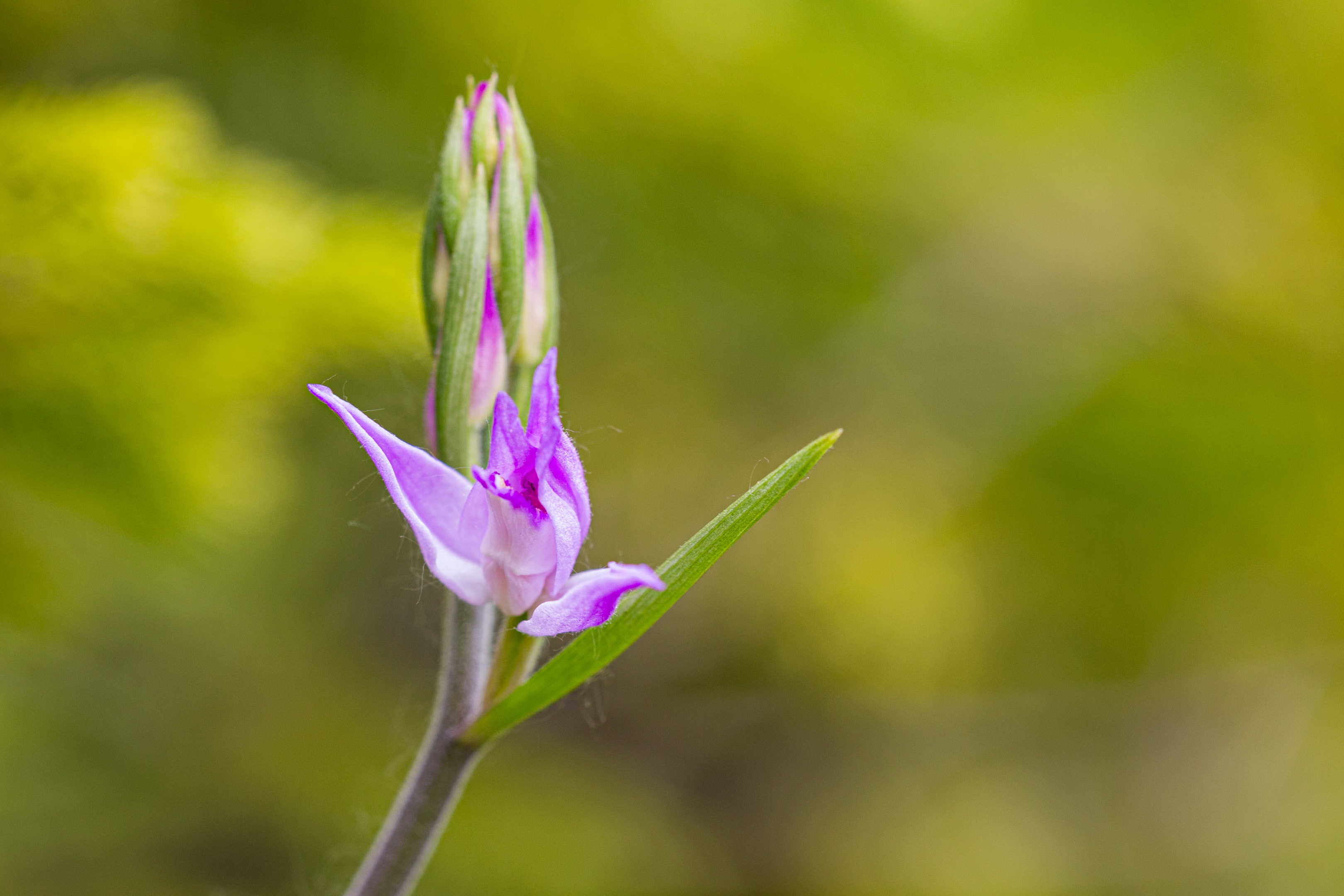 Rotes Waldvögelein (Cephalanthera rubra)