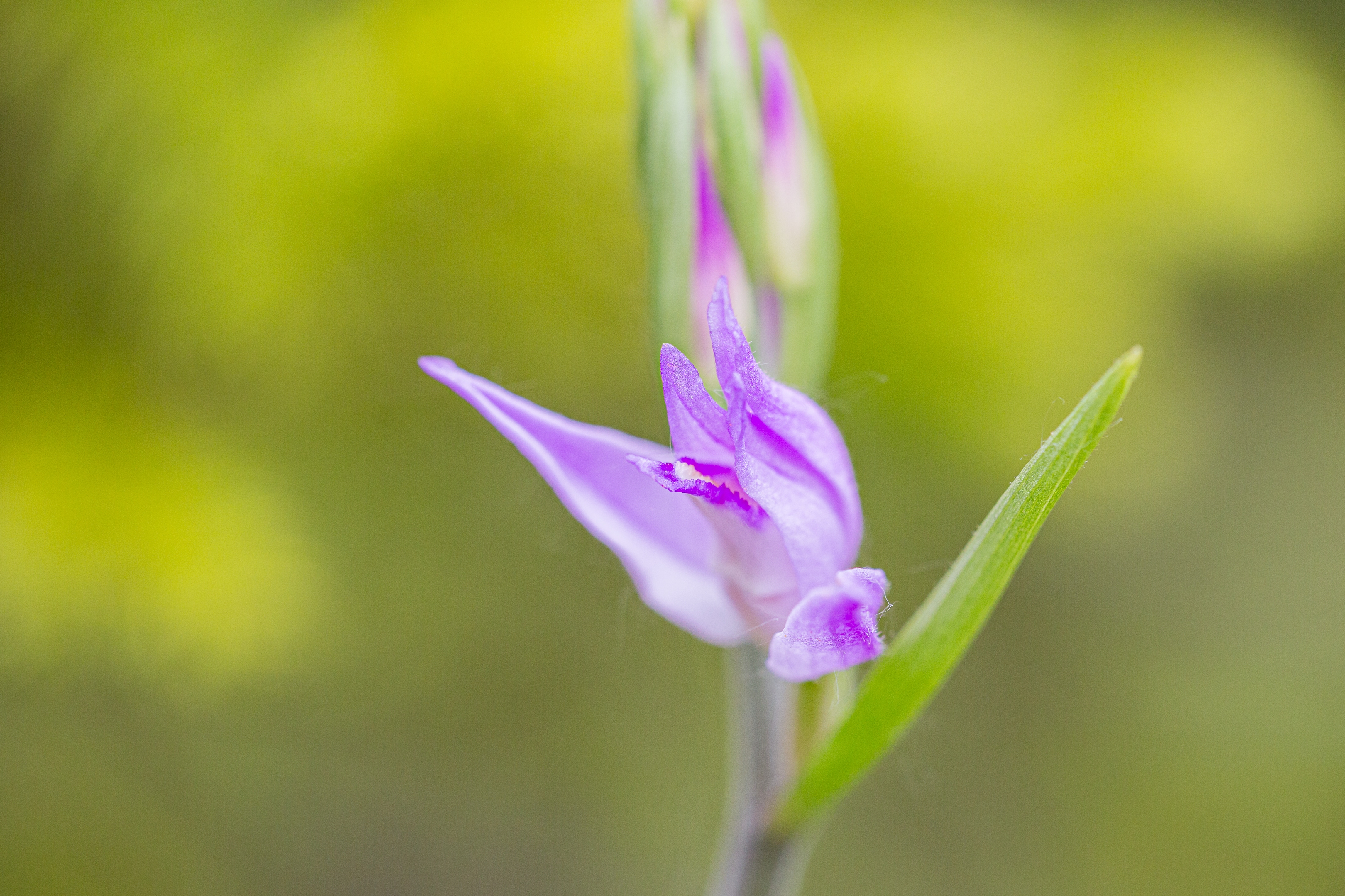 Rotes Waldvögelein (Cephalanthera rubra)