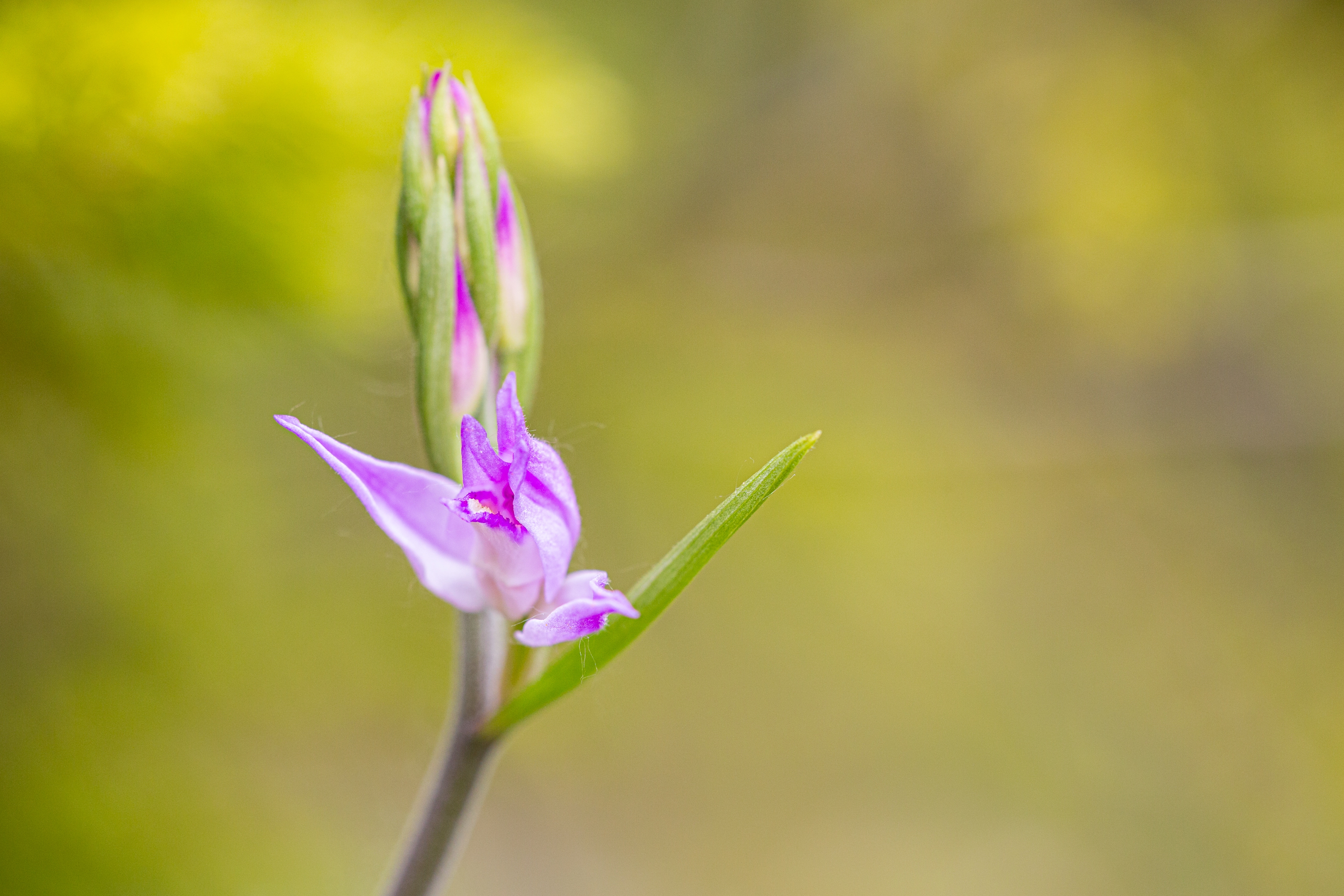 Rotes Waldvögelein (Cephalanthera rubra)
