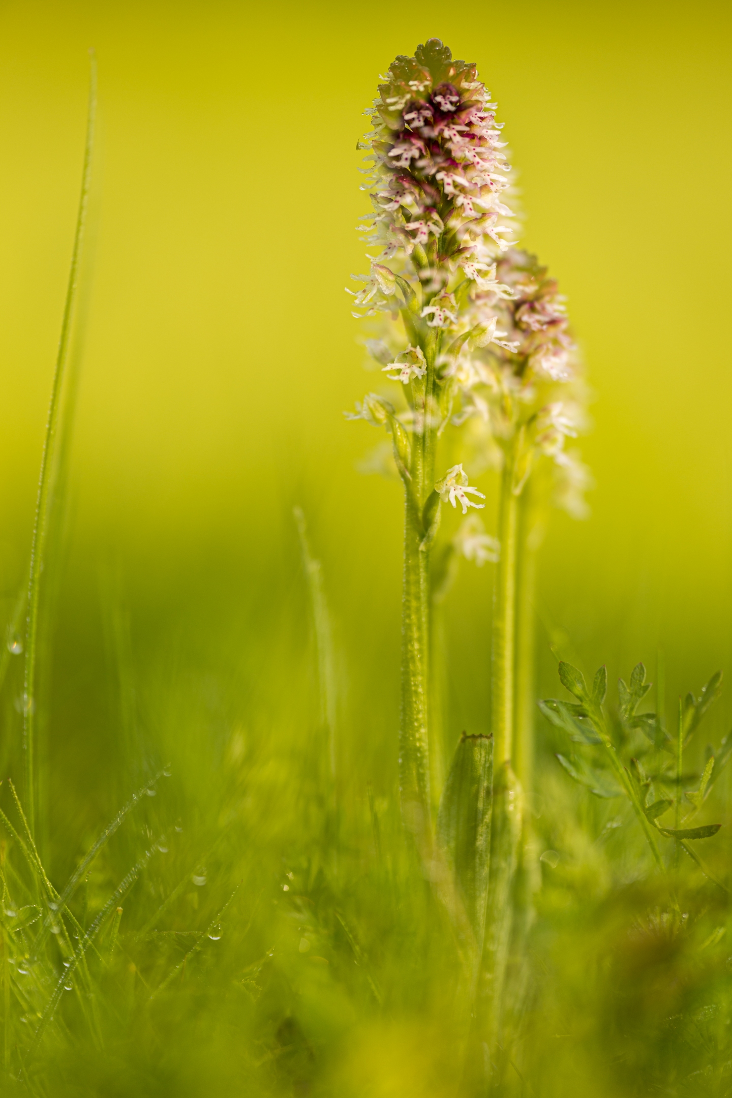 Brandknabenkraut (Neotinea ustulata)