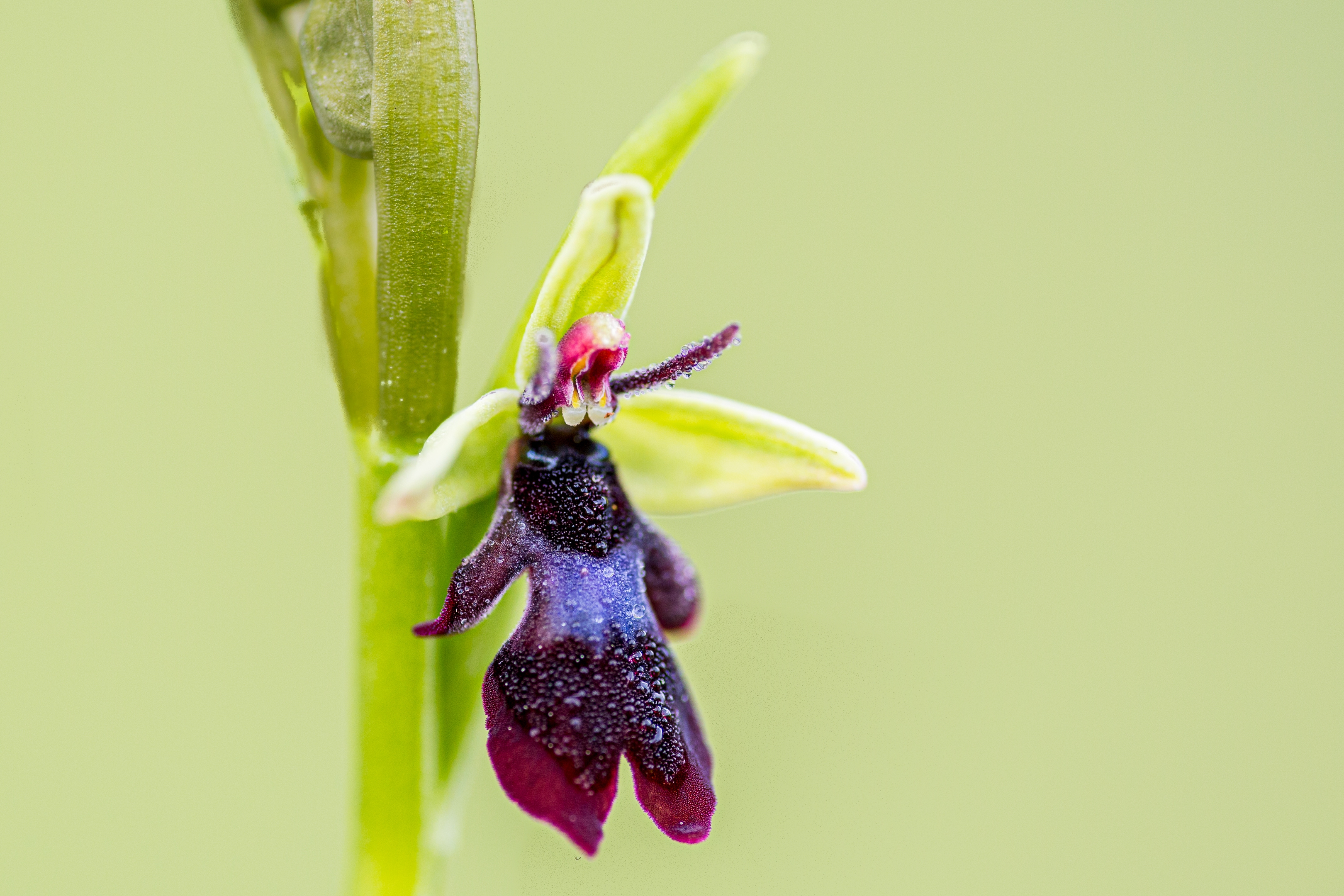 Fliegenragwurz (Ophrys insectifera)