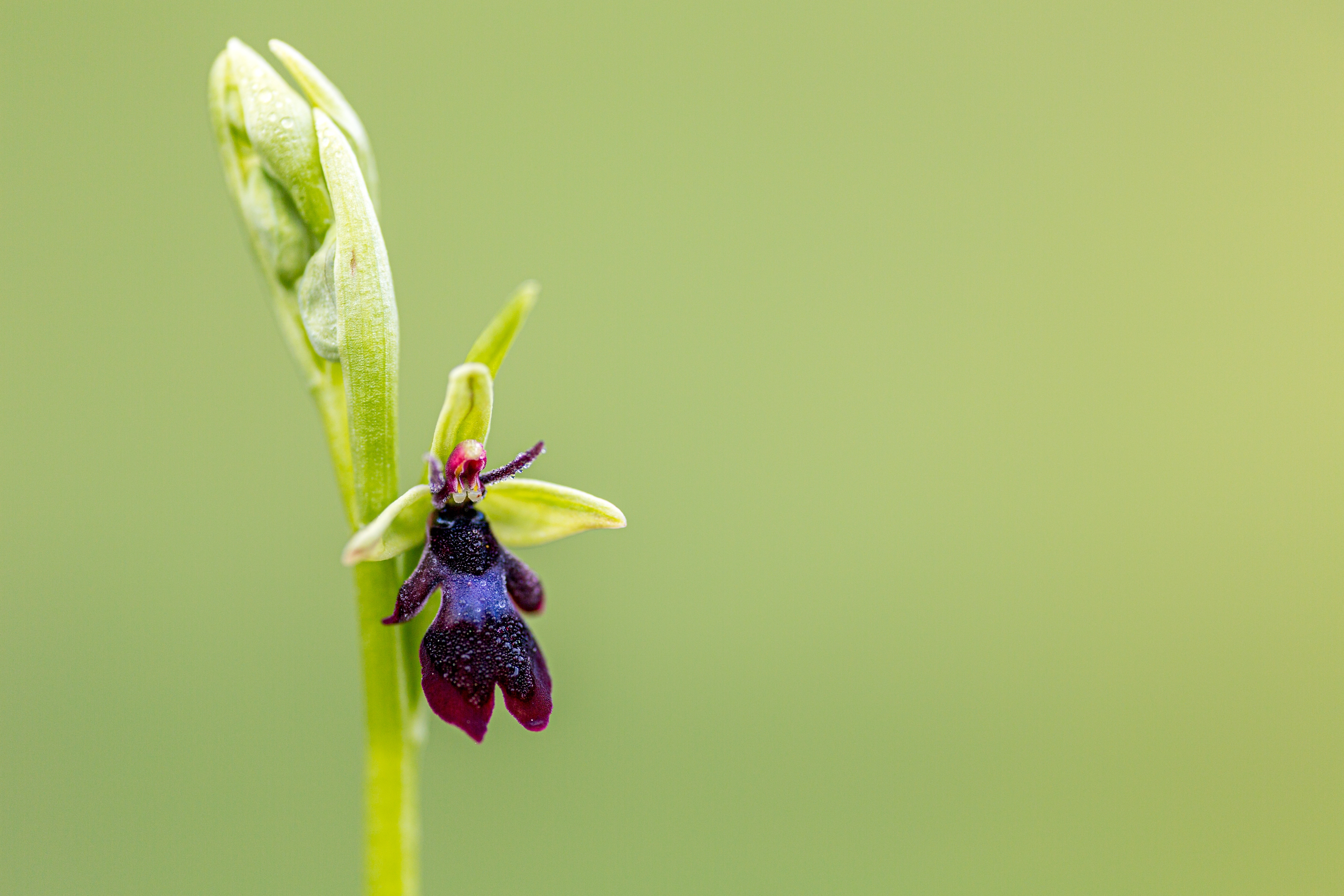 Fliegenragwurz (Ophrys insectifera)