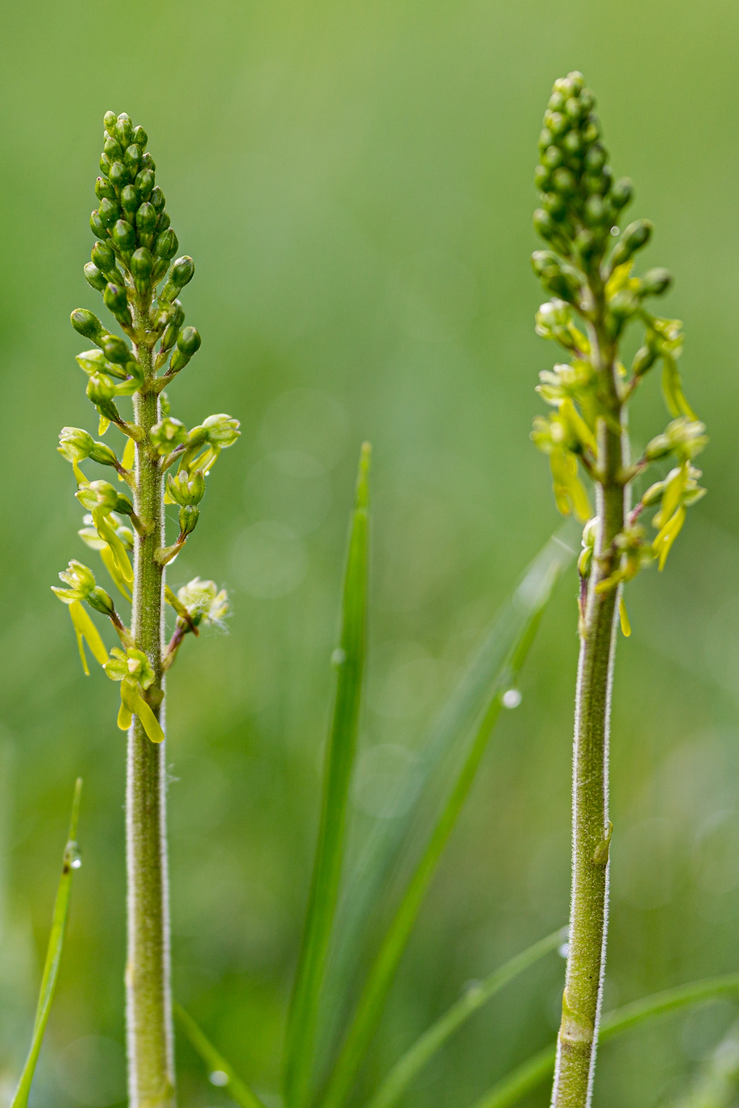 Großes Zweiblatt (Neottia ovata)
