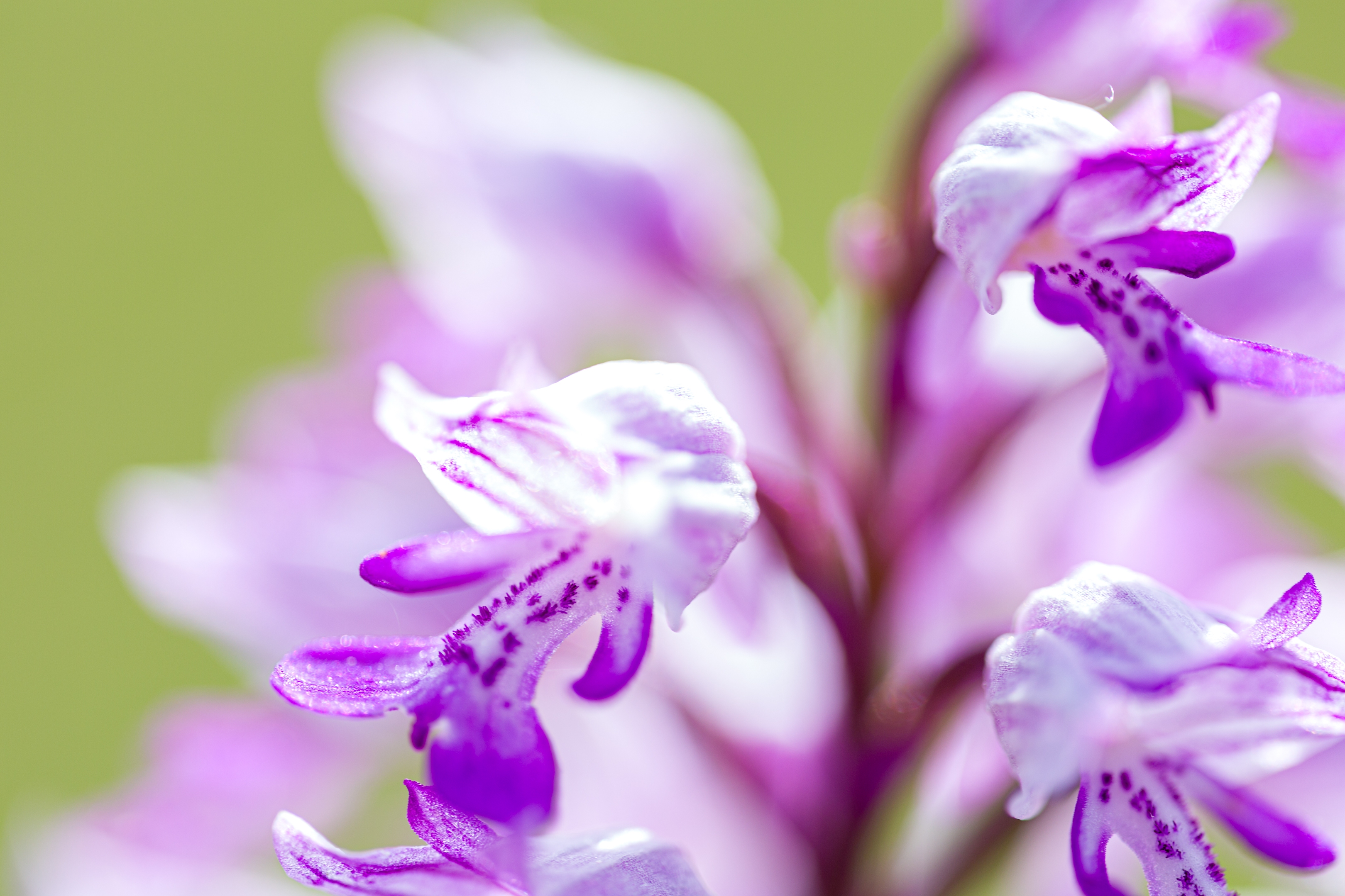 Helmknabenkraut (Orchis militaris)