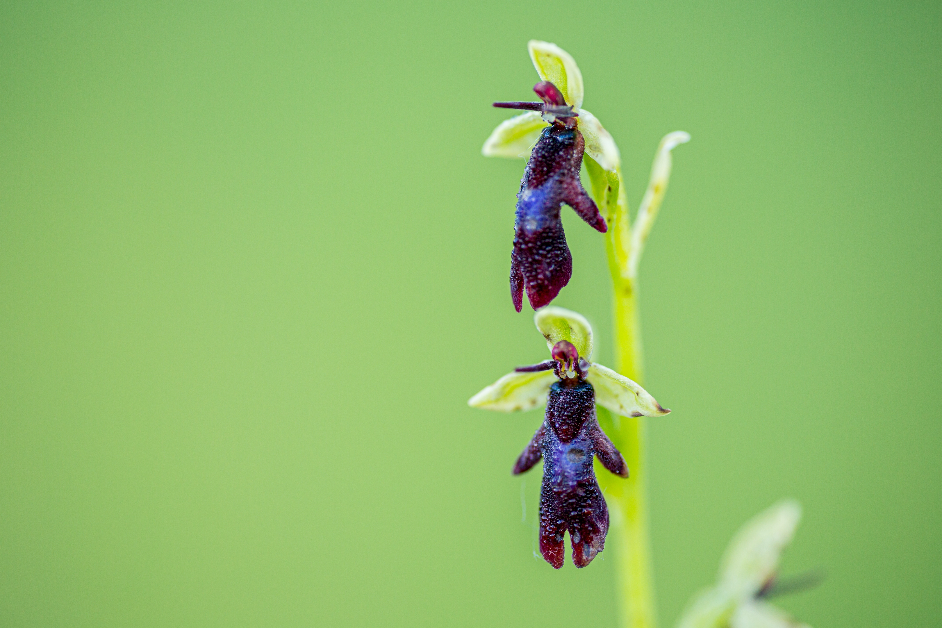 Fliegenragwurz (Ophrys insectifera)