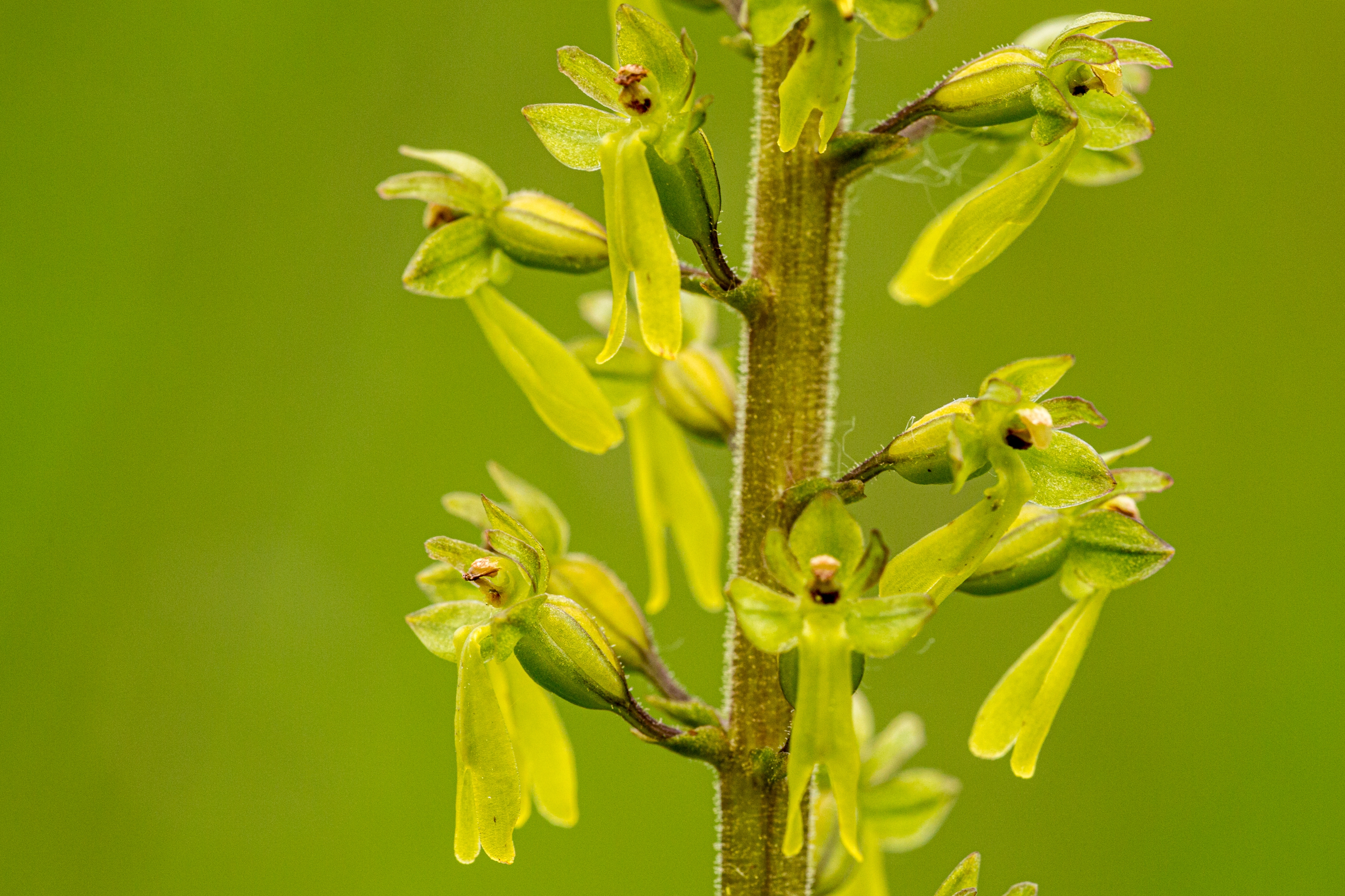 Großes Zweiblatt (Neottia ovata)