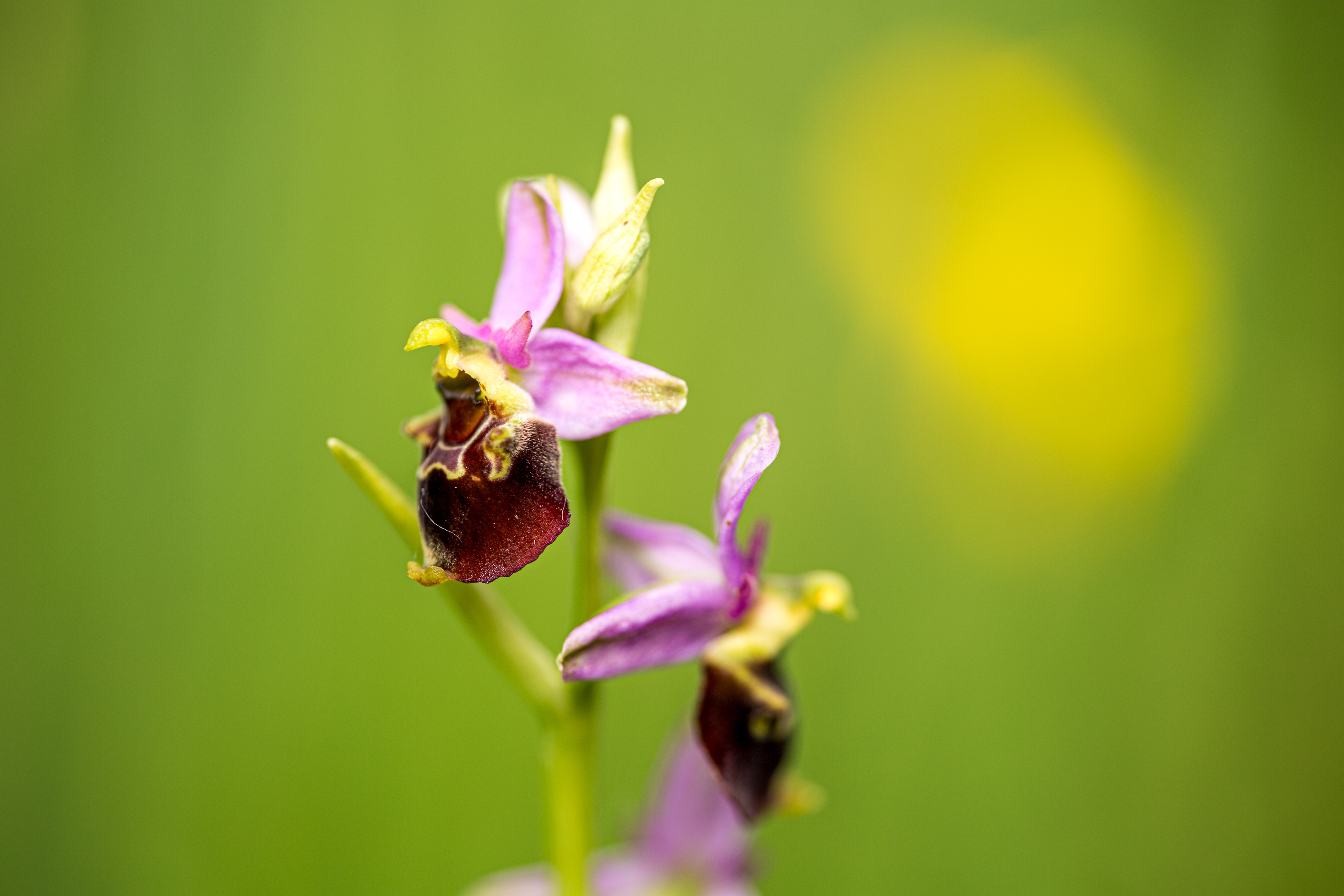 Hummelragwurz (Ophrys holoserica)