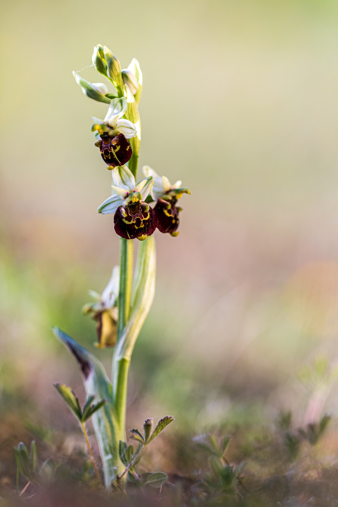 Hummelragwurz (Ophrys holoserica)