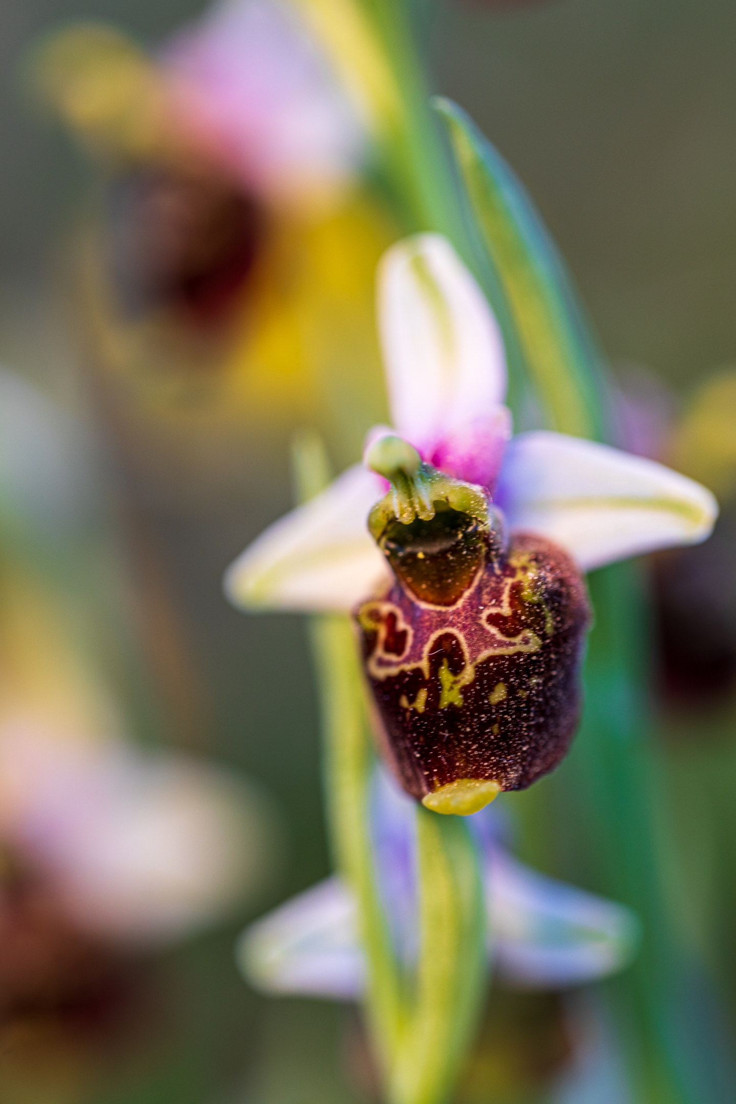 Hummelragwurz (Ophrys holoserica)