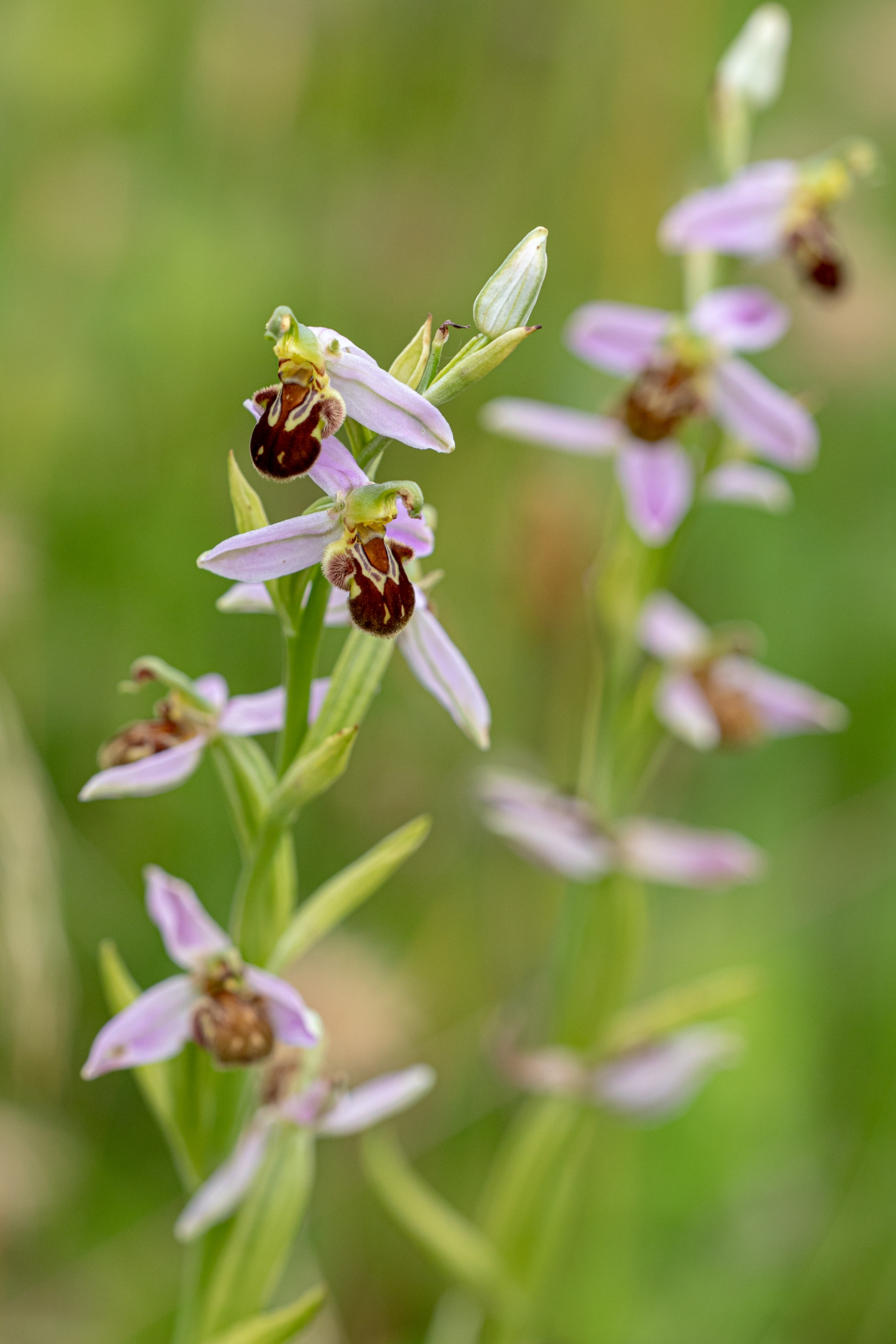Bienenragwurz (Ophrys apifera)