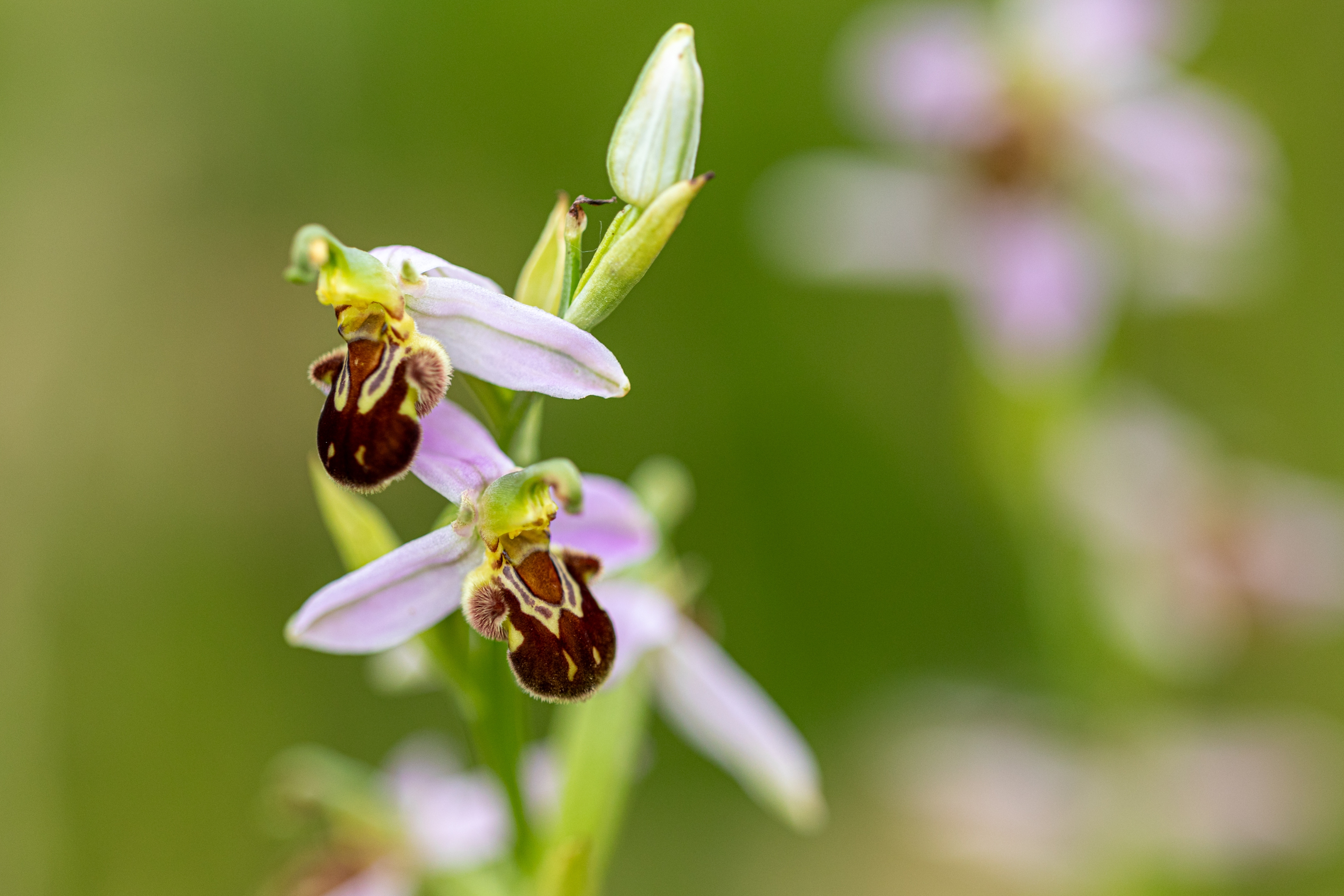 Bienenragwurz (Ophrys apifera)