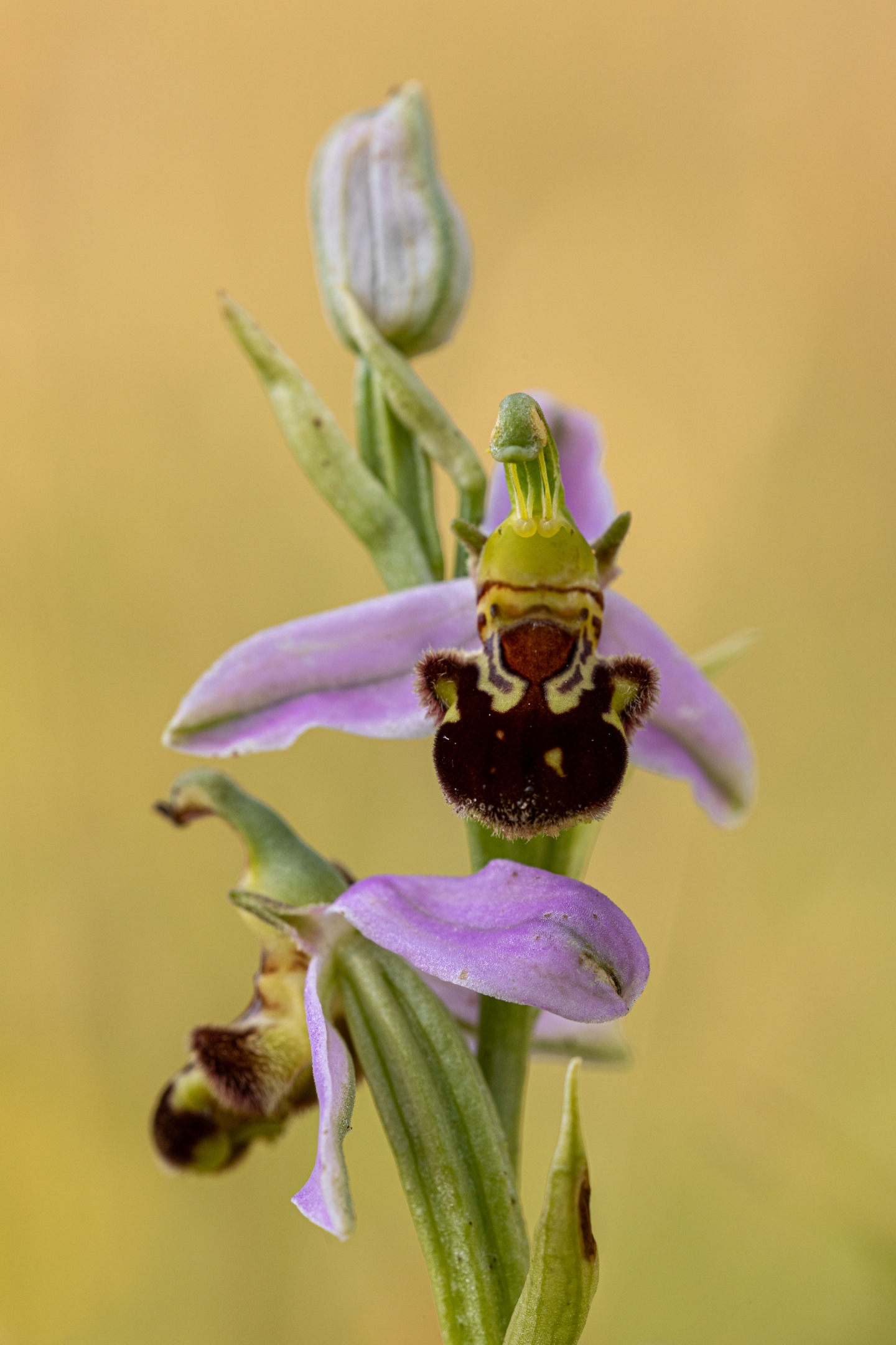 Bienenragwurz (Ophrys apifera)