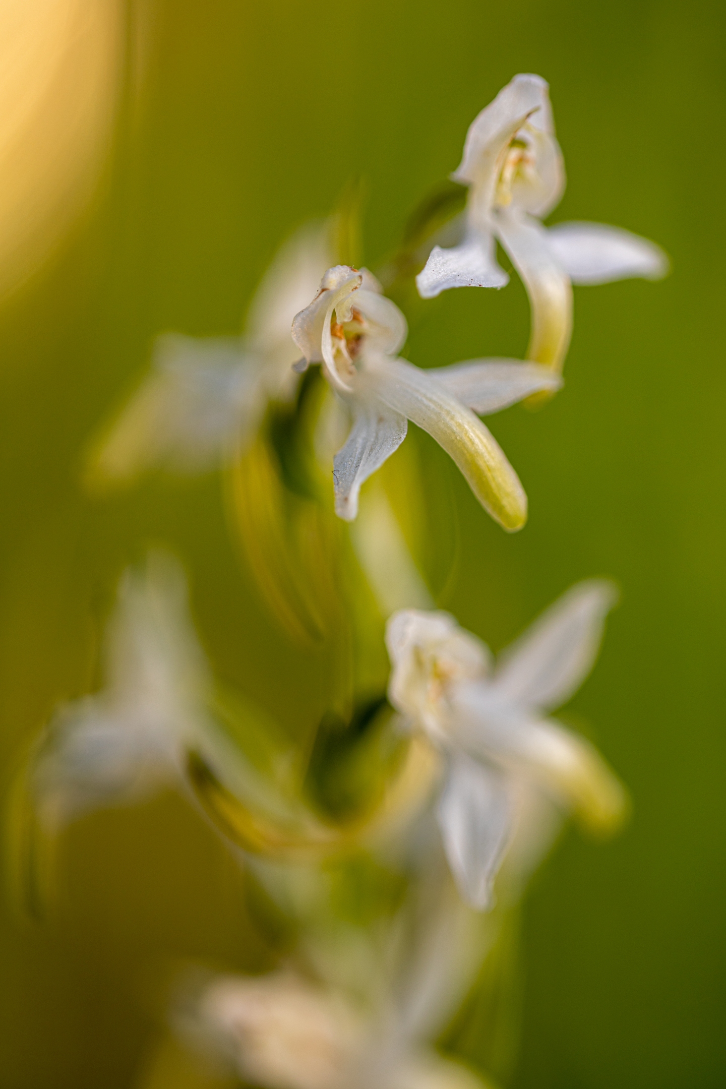 Weisse Waldhyazinthe (Platanthera bifolia)