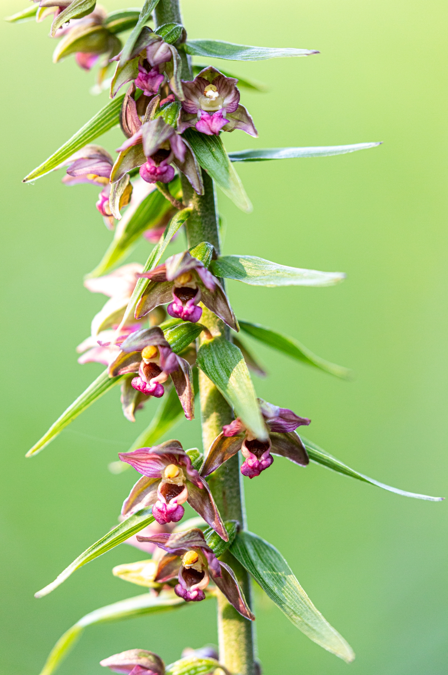 Braunrote Stendelwurz (Epipactis atrorubens)