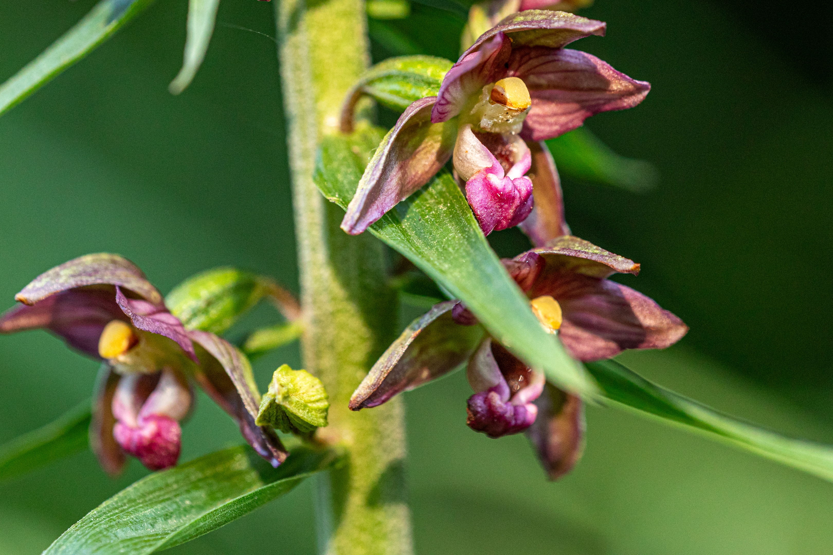 Braunrote Stendelwurz (Epipactis atrorubens)