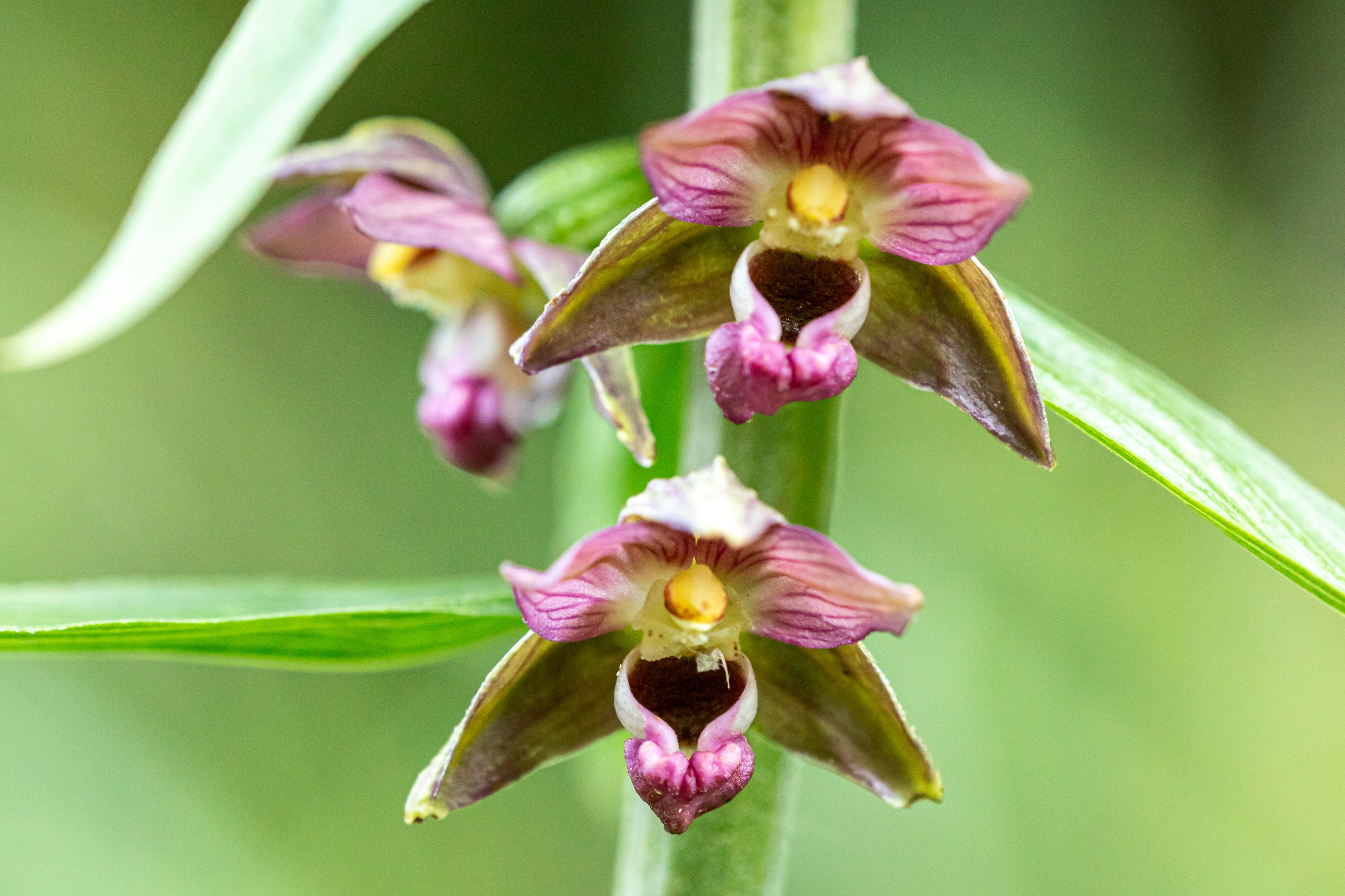 Braunrote Stendelwurz (Epipactis atrorubens)