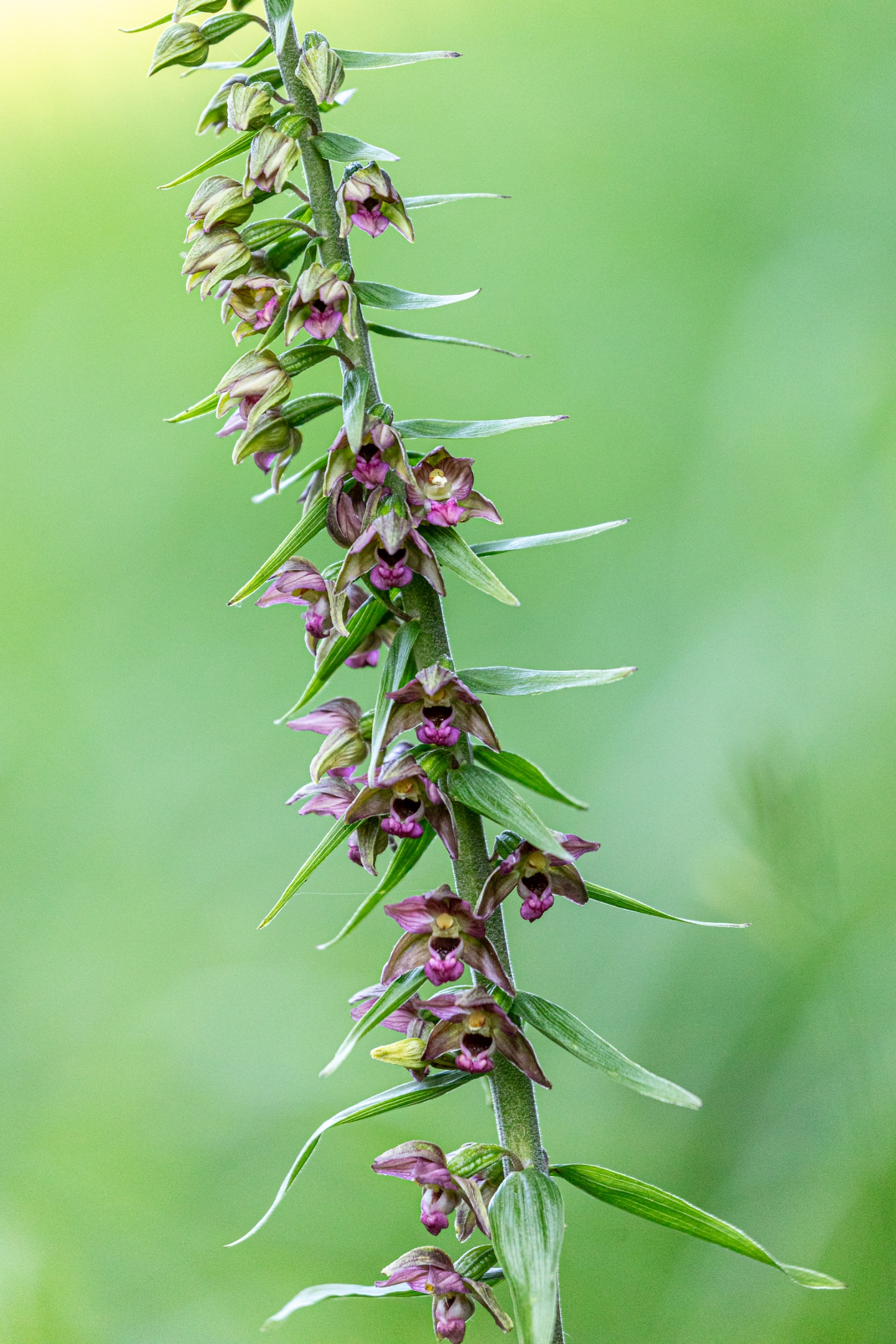 Braunrote Stendelwurz (Epipactis atrorubens)