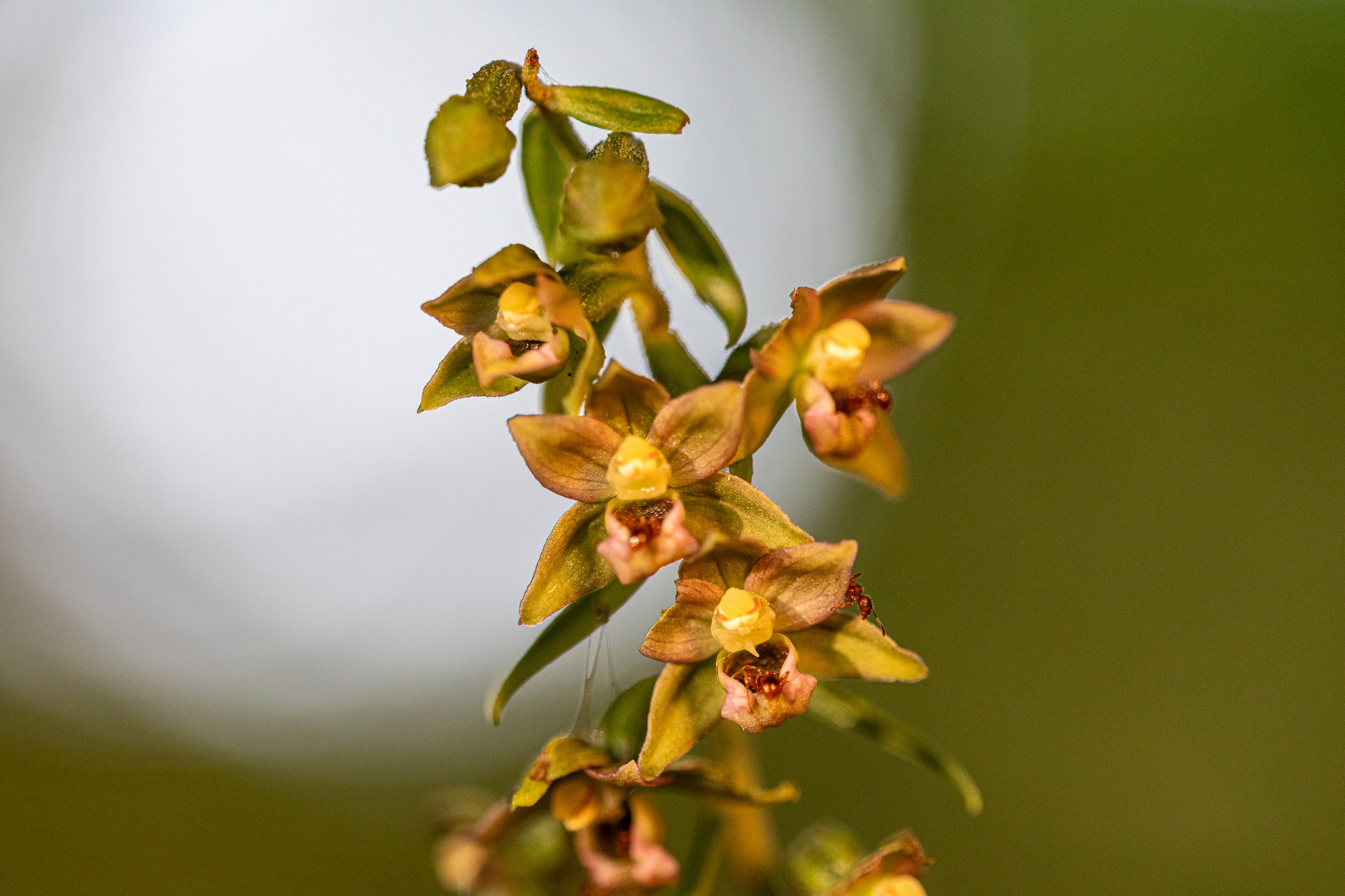 Braunrote Stendelwurz (Epipactis atrorubens)