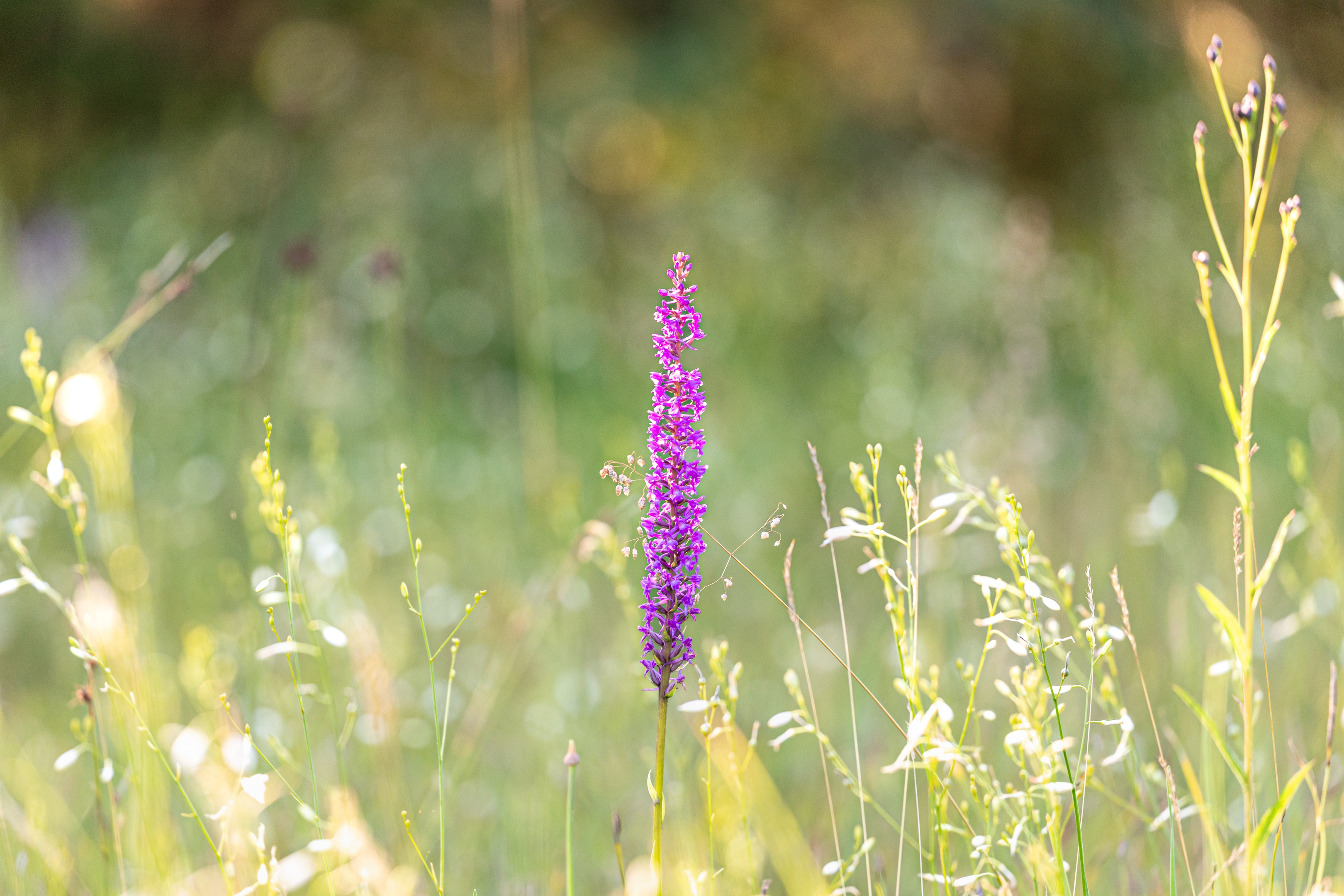 Mückenhändelwurz (Gymnadenia conopsea)