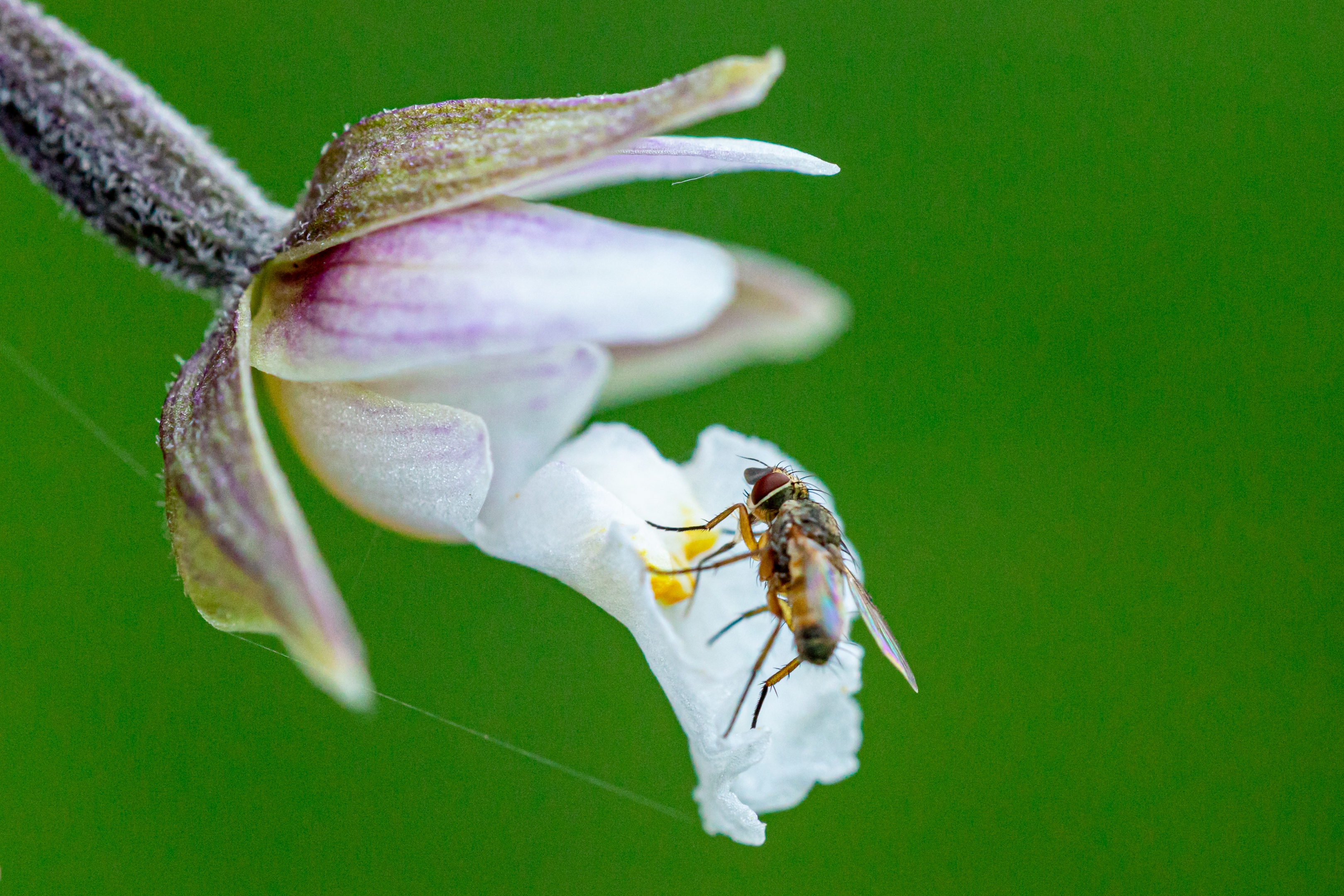 Sumpfstendelwurz (Epipactis palustris)