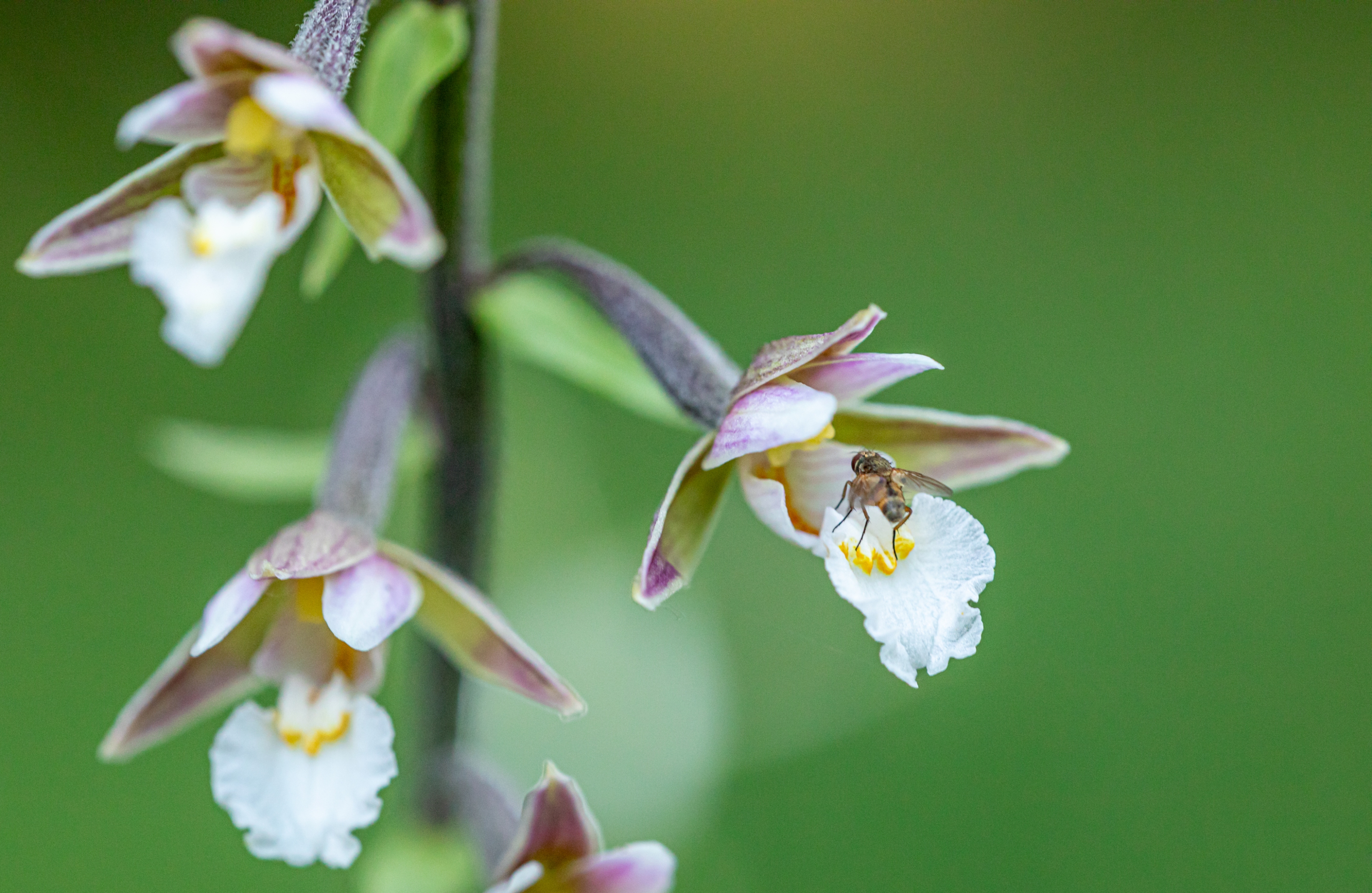 Sumpfstendelwurz (Epipactis palustris)