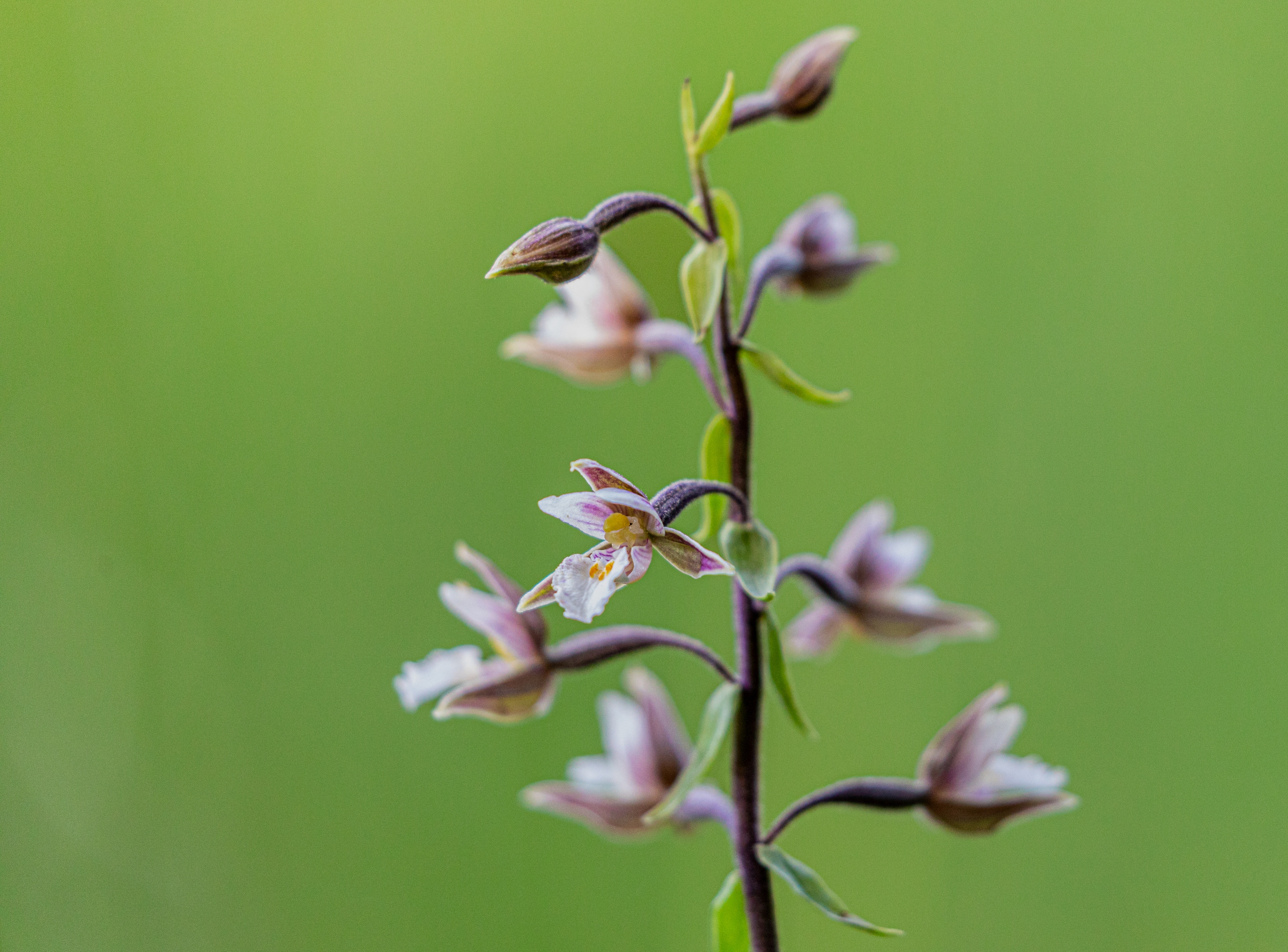 Sumpfstendelwurz (Epipactis palustris)