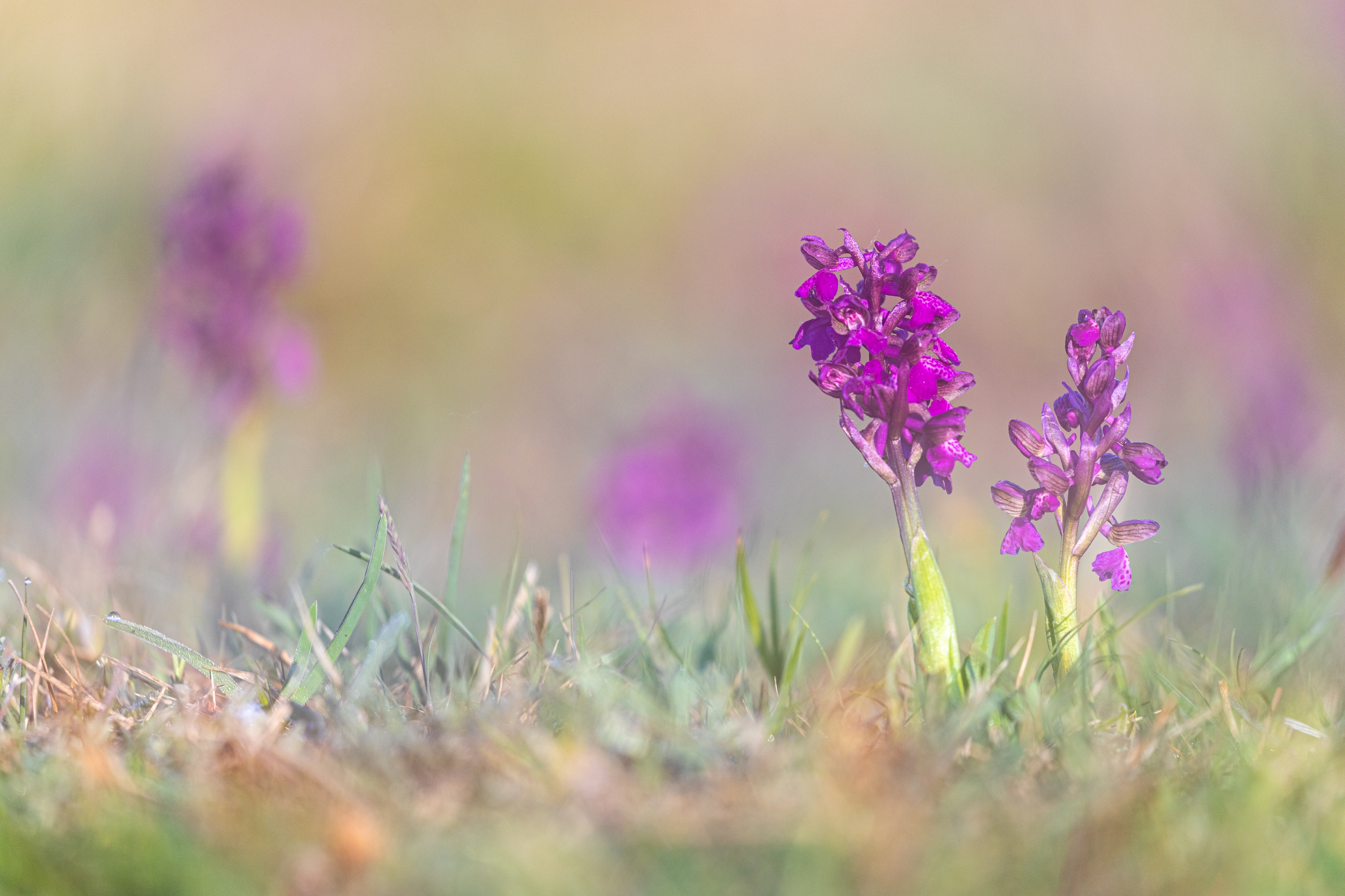 Kleines Knabenkraut (Orchis morio)