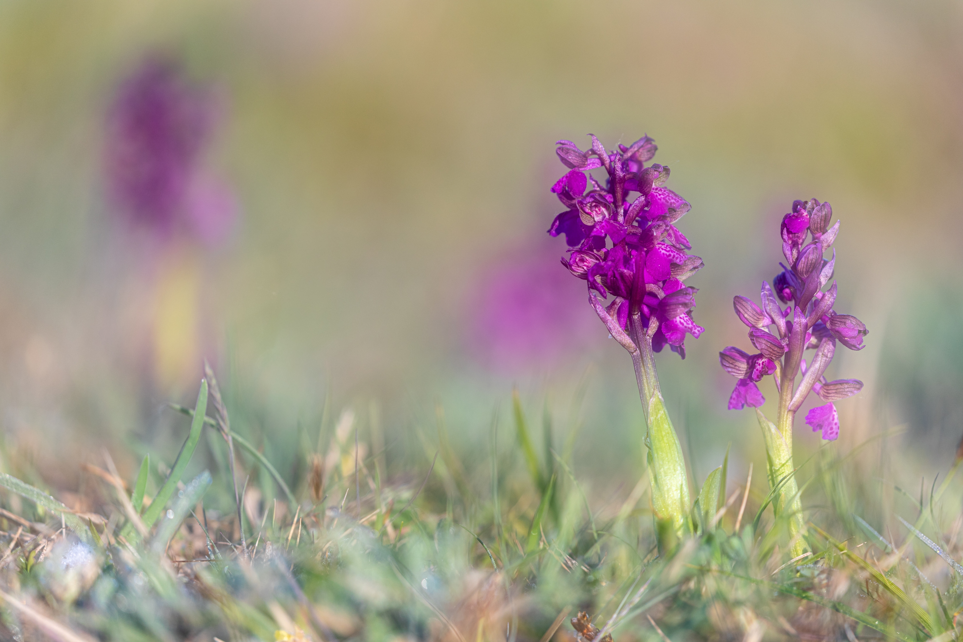 Kleines Knabenkraut (Orchis morio)