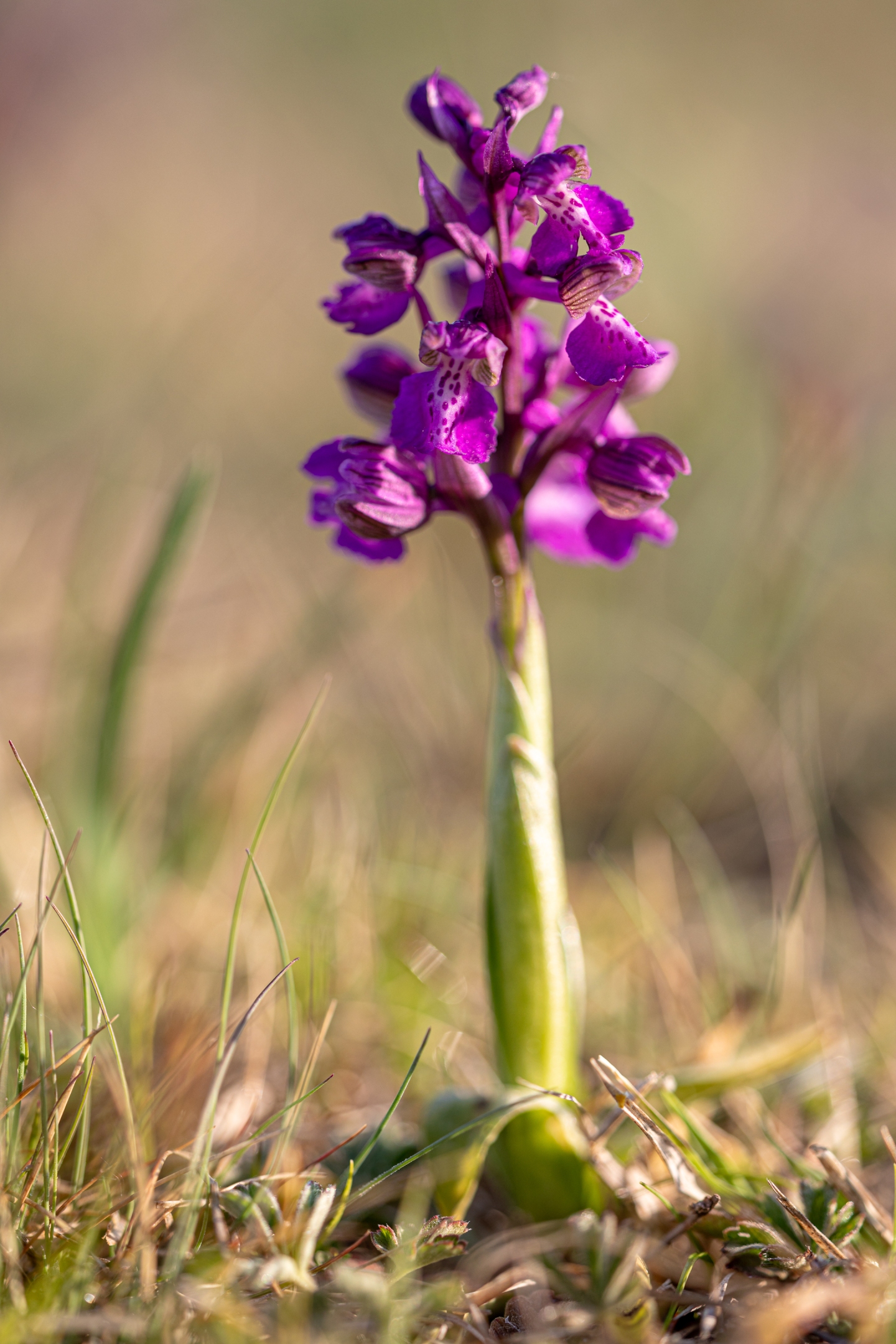 Kleines Knabenkraut (Orchis morio)