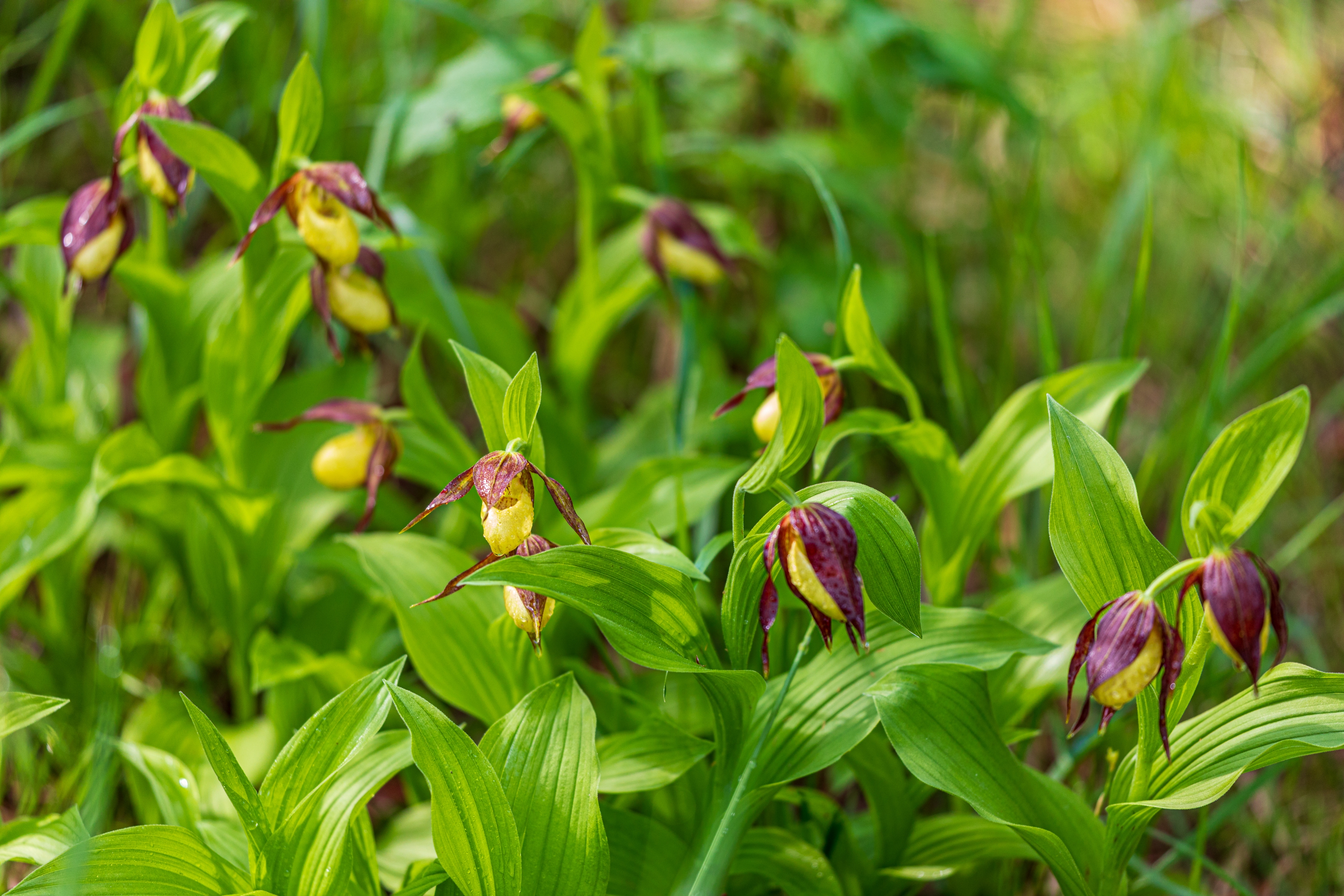 Frauenschuh (Cypripedium calceolus)
