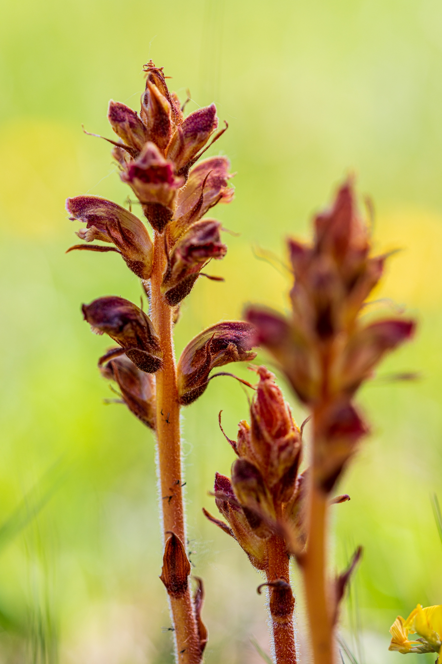 Blutrote Sommerwurz (Orobanche gracilis)