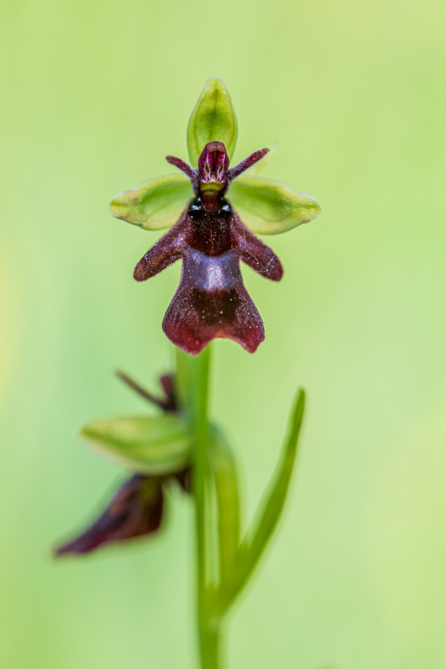 Fliegenragwurz (Ophrys insectifera)