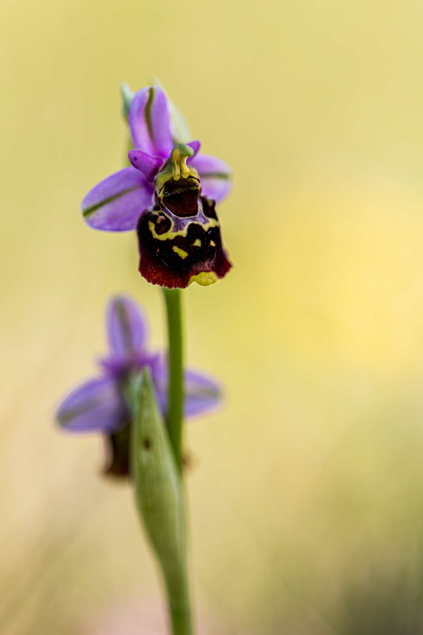 Hummelragwurz (Ophrys holoserica)